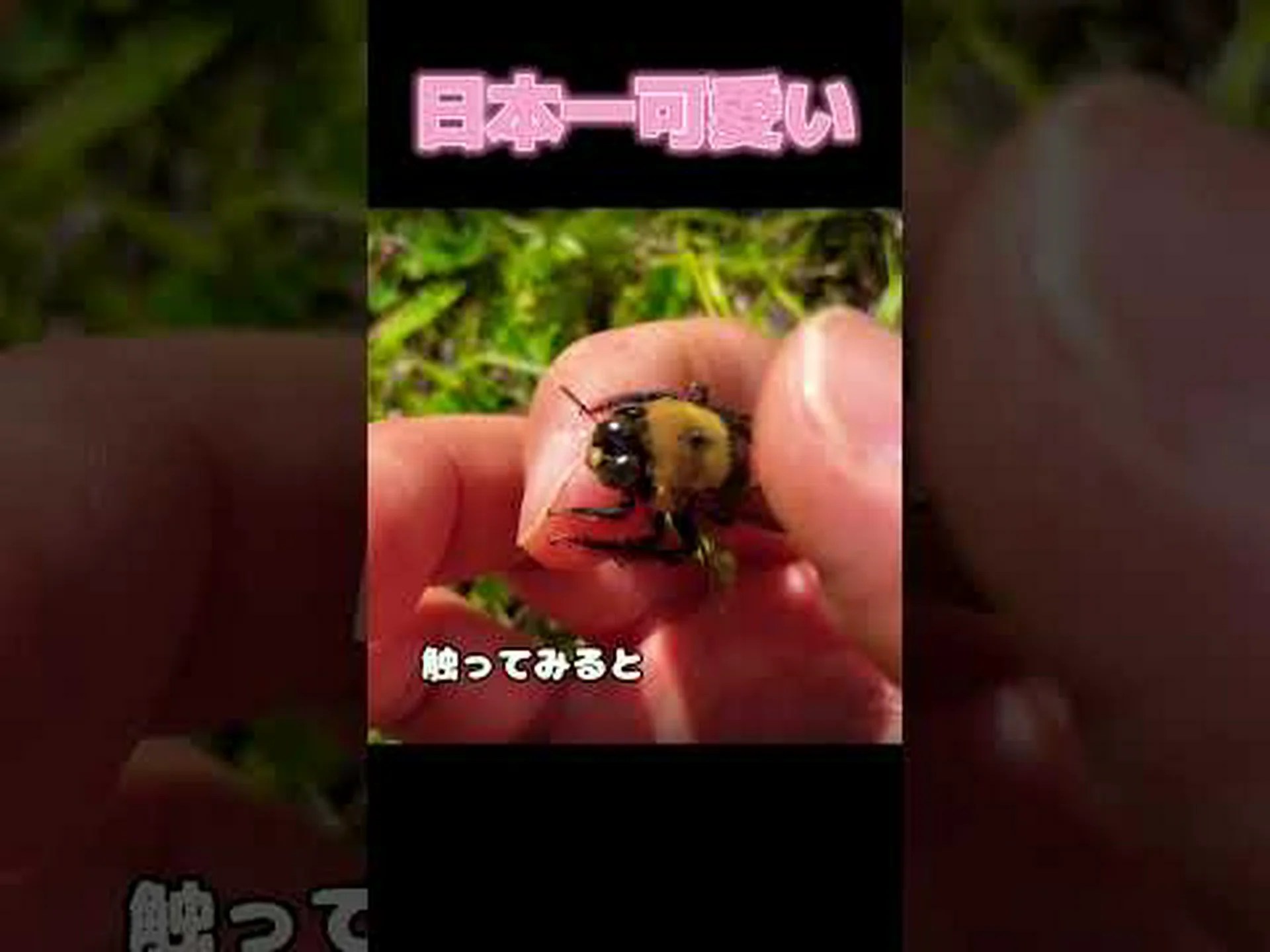 青黒いクマバチが2024年の「今年の野生蜂」に選ばれる 青黒いクマバチが2024年の「今年の野生蜂」に選ばれる