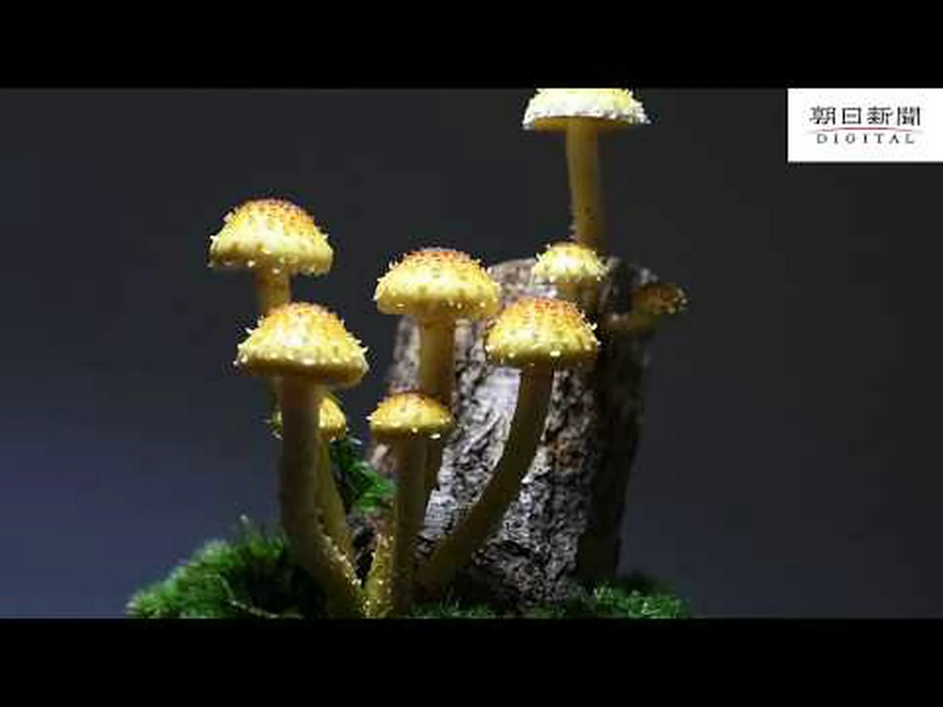 共生菌類がモミやトウヒの木のカルシウム採掘を行う 共生菌類がモミやトウヒの木のカルシウム採掘を行う