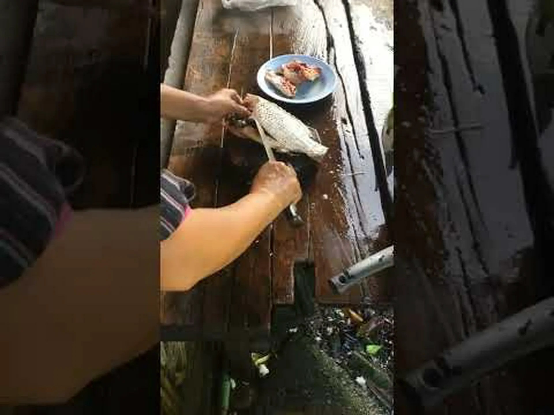 新しい魚ウイルスがティラピア資源を脅かす 新しい魚ウイルスがティラピア資源を脅かす