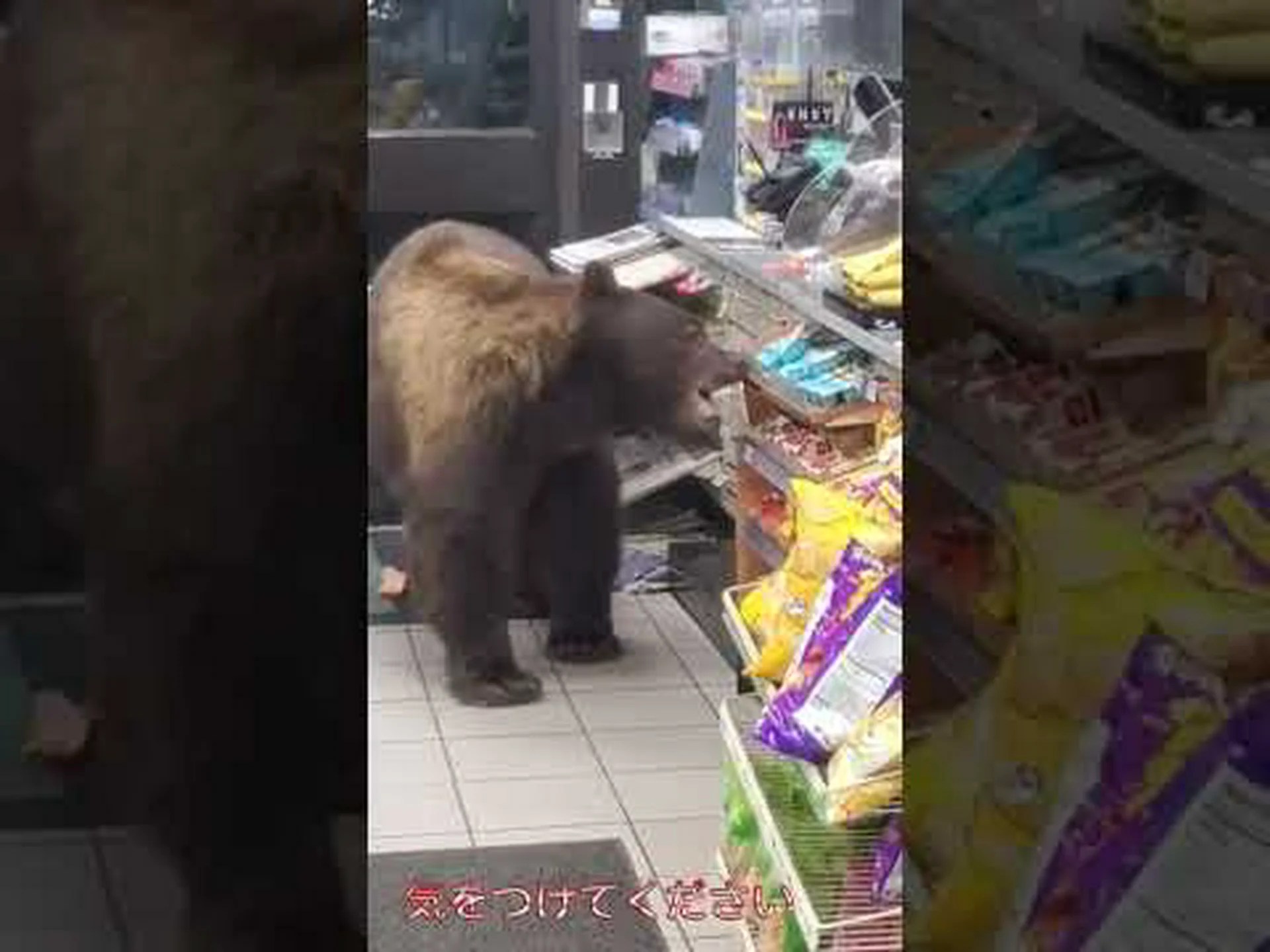 イエティ:未知の種のクマ イエティ:未知の種のクマ