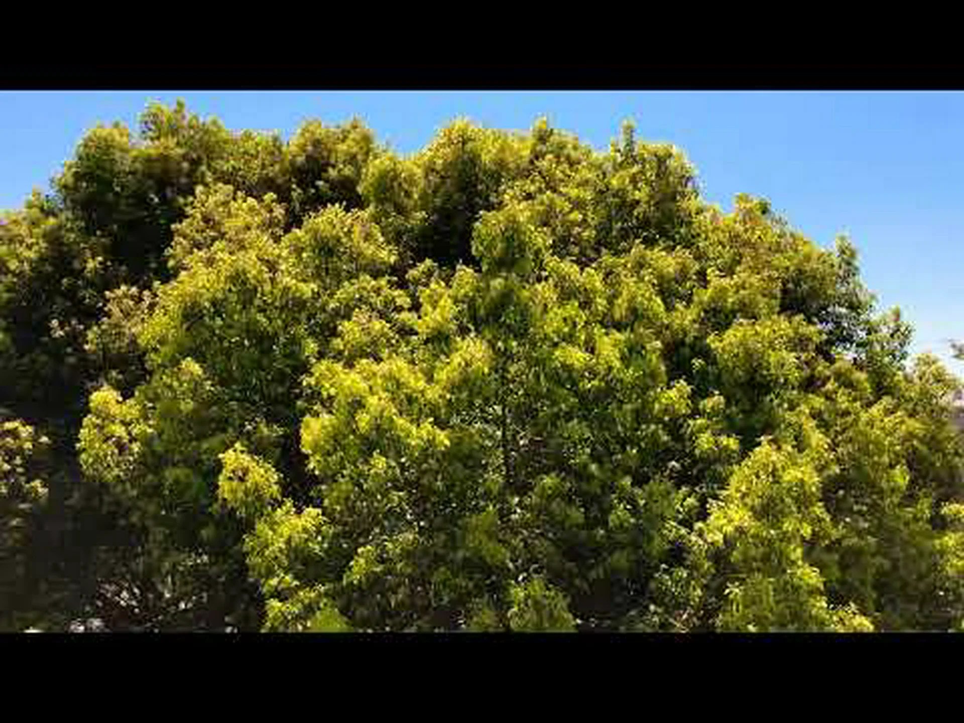 木から木へと揺れる 木から木へと揺れる