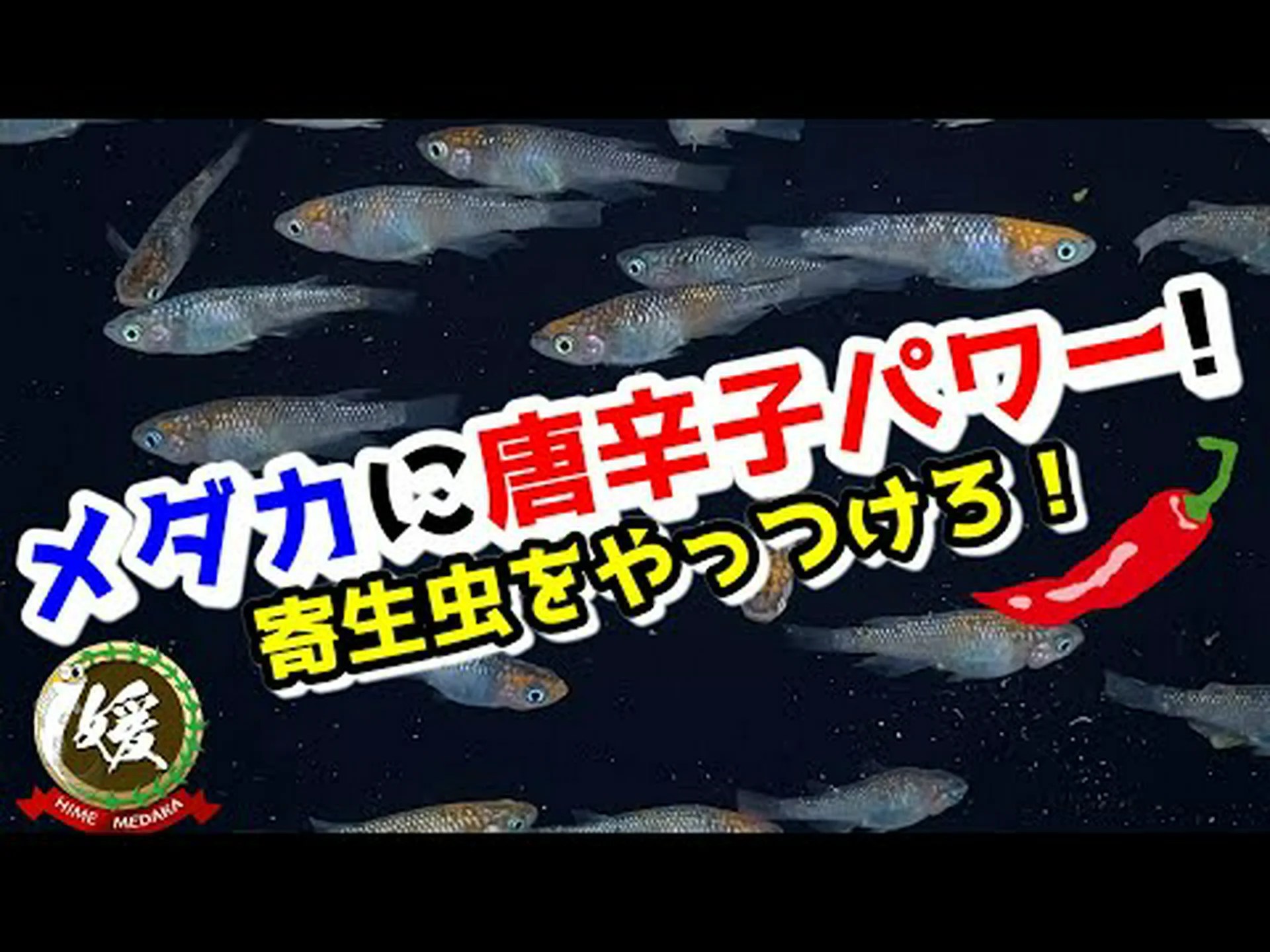 高率の寄生虫治療 高率の寄生虫治療