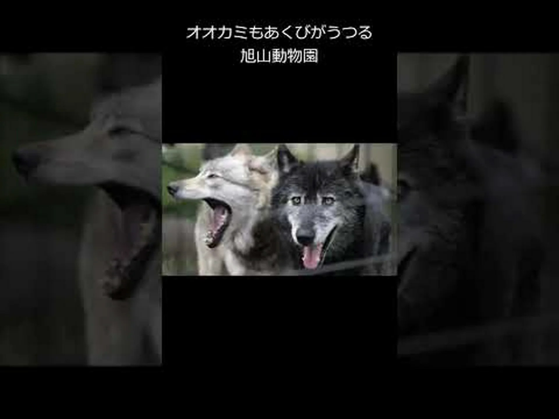 オオカミのあくびは伝染する オオカミのあくびは伝染する