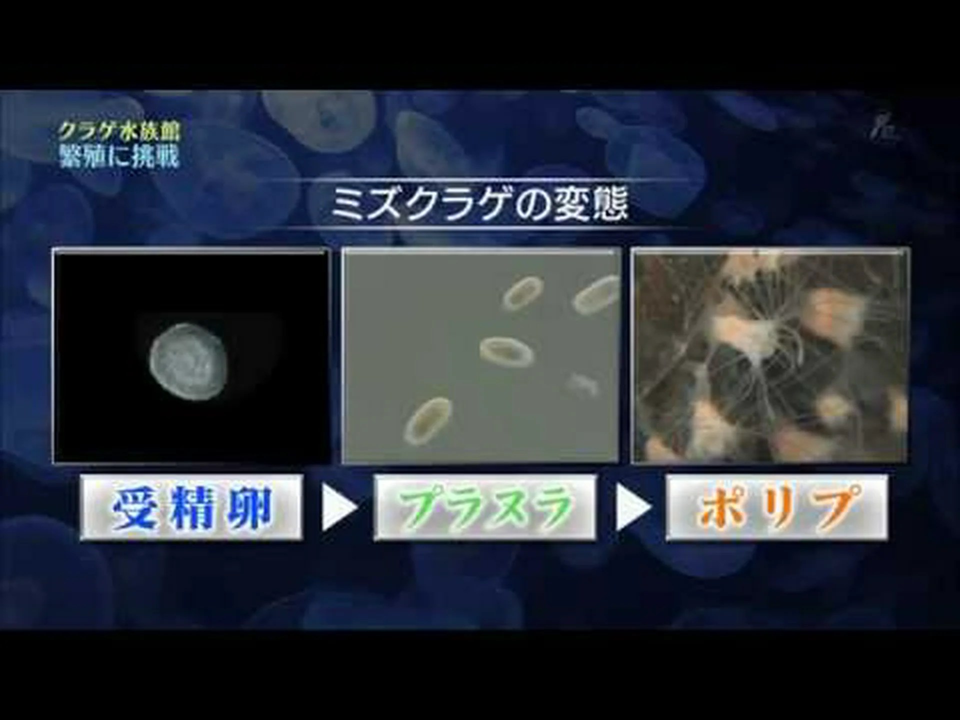 発見: クラゲが水を吸いながら進む 発見: クラゲが水を吸いながら進む