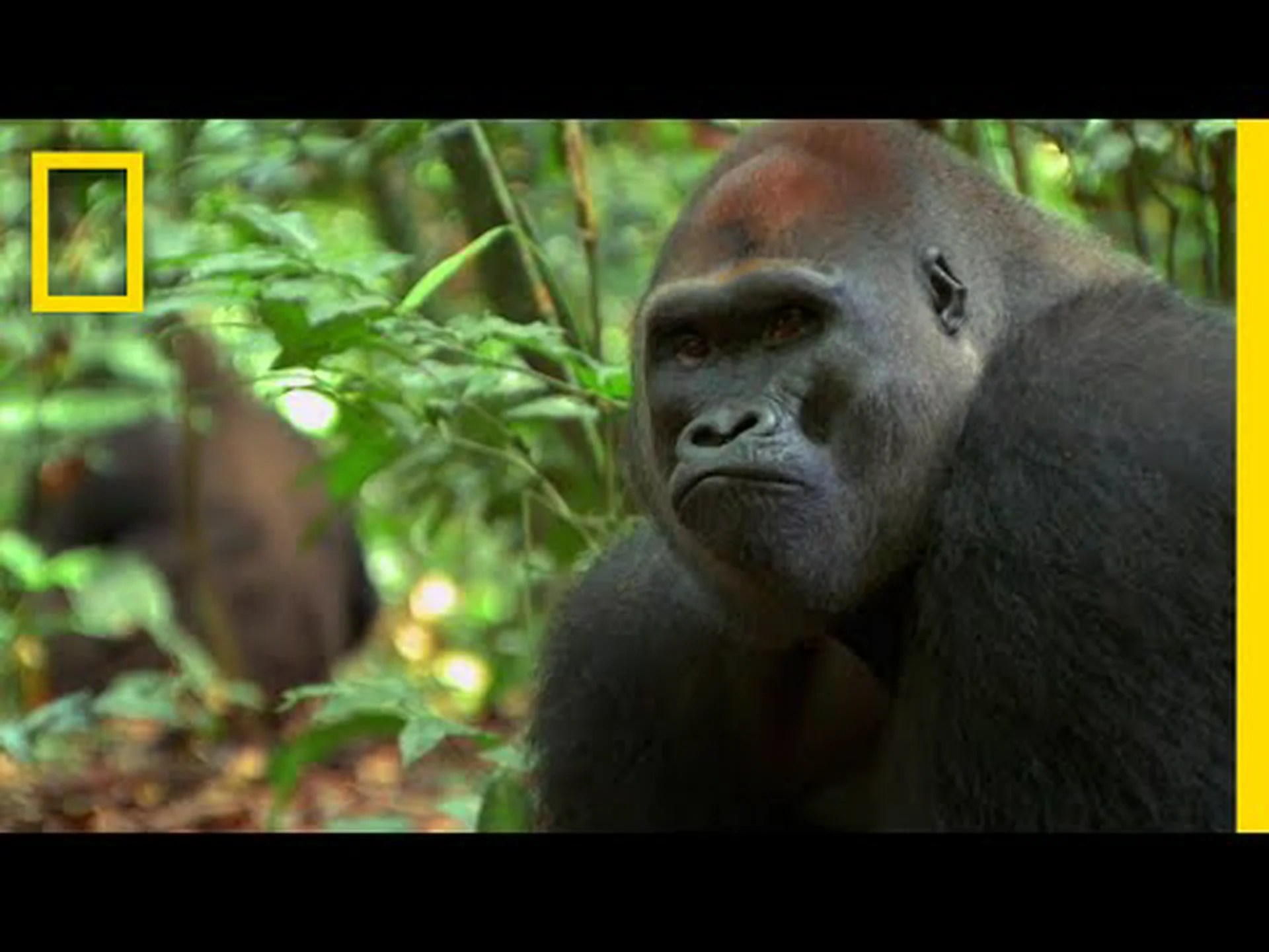 コンゴ内戦にもかかわらず、マウンテンゴリラの数は増加中 コンゴ内戦にもかかわらず、マウンテンゴリラの数は増加中