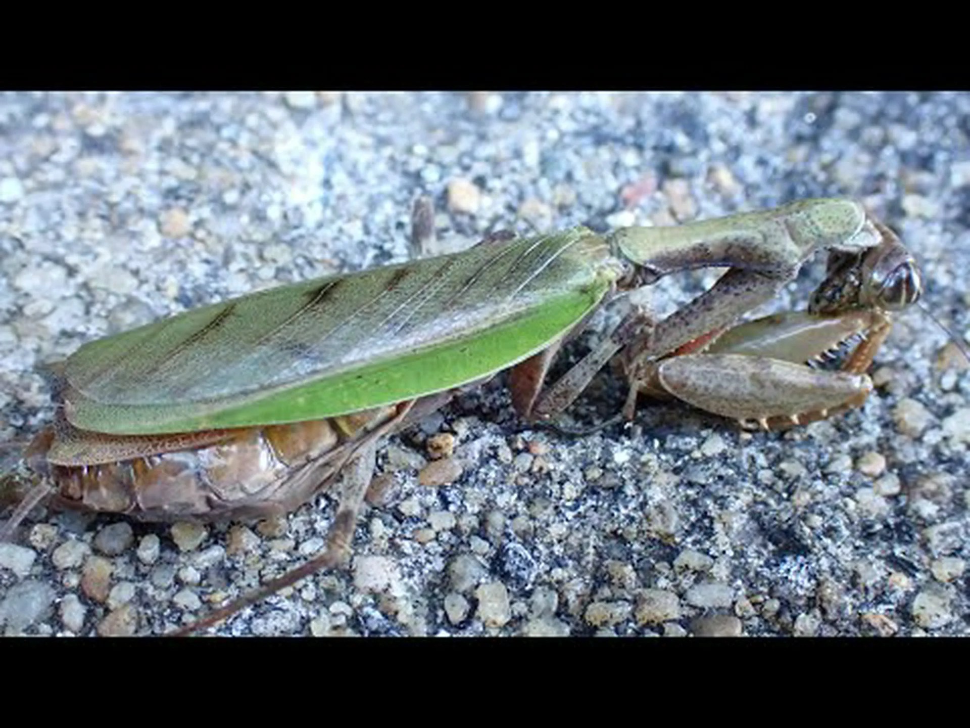 カマキリは今年の昆虫です カマキリは今年の昆虫です