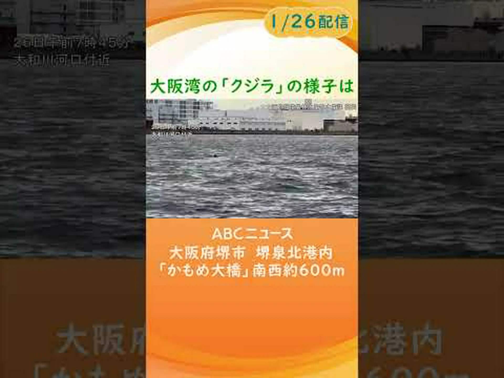 軍事報告書が確認:ソナーがクジラを妨害 軍事報告書が確認:ソナーがクジラを妨害