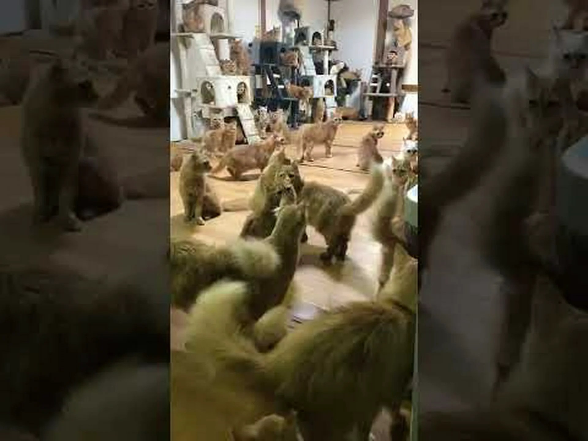 尻尾から鳴く 尻尾から鳴く