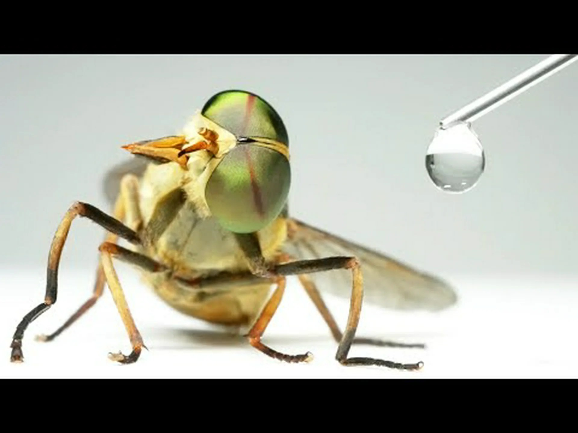 メタンを飲み込むバクテリア メタンを飲み込むバクテリア