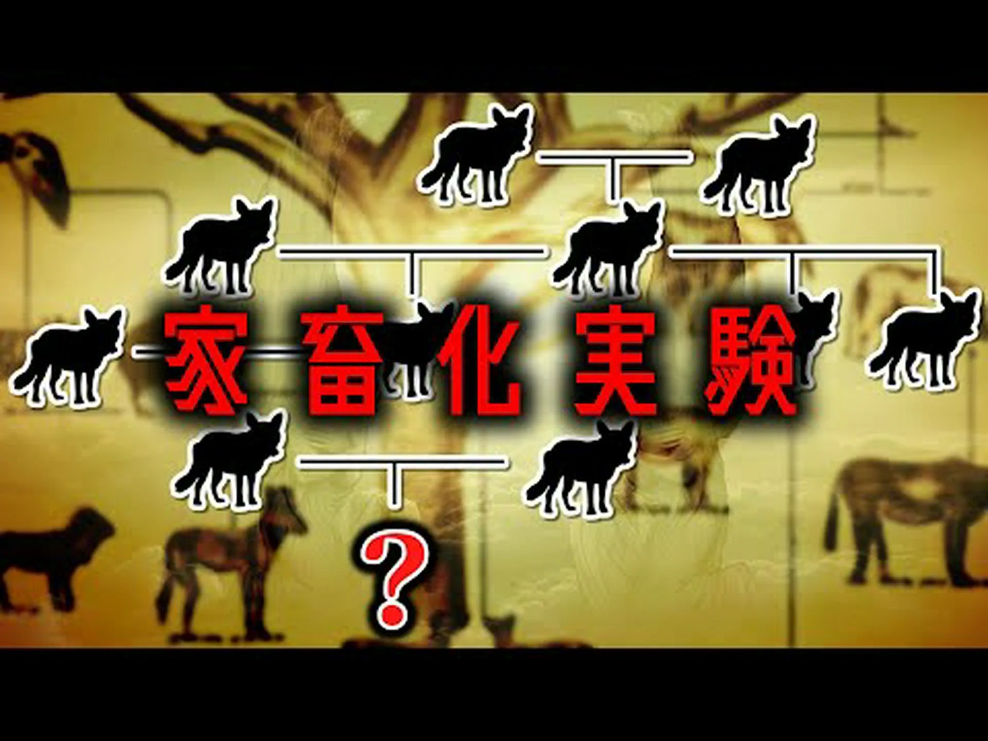 遺伝子の欠陥により寿命が40パーセント短縮される 遺伝子の欠陥により寿命が40パーセント短縮される