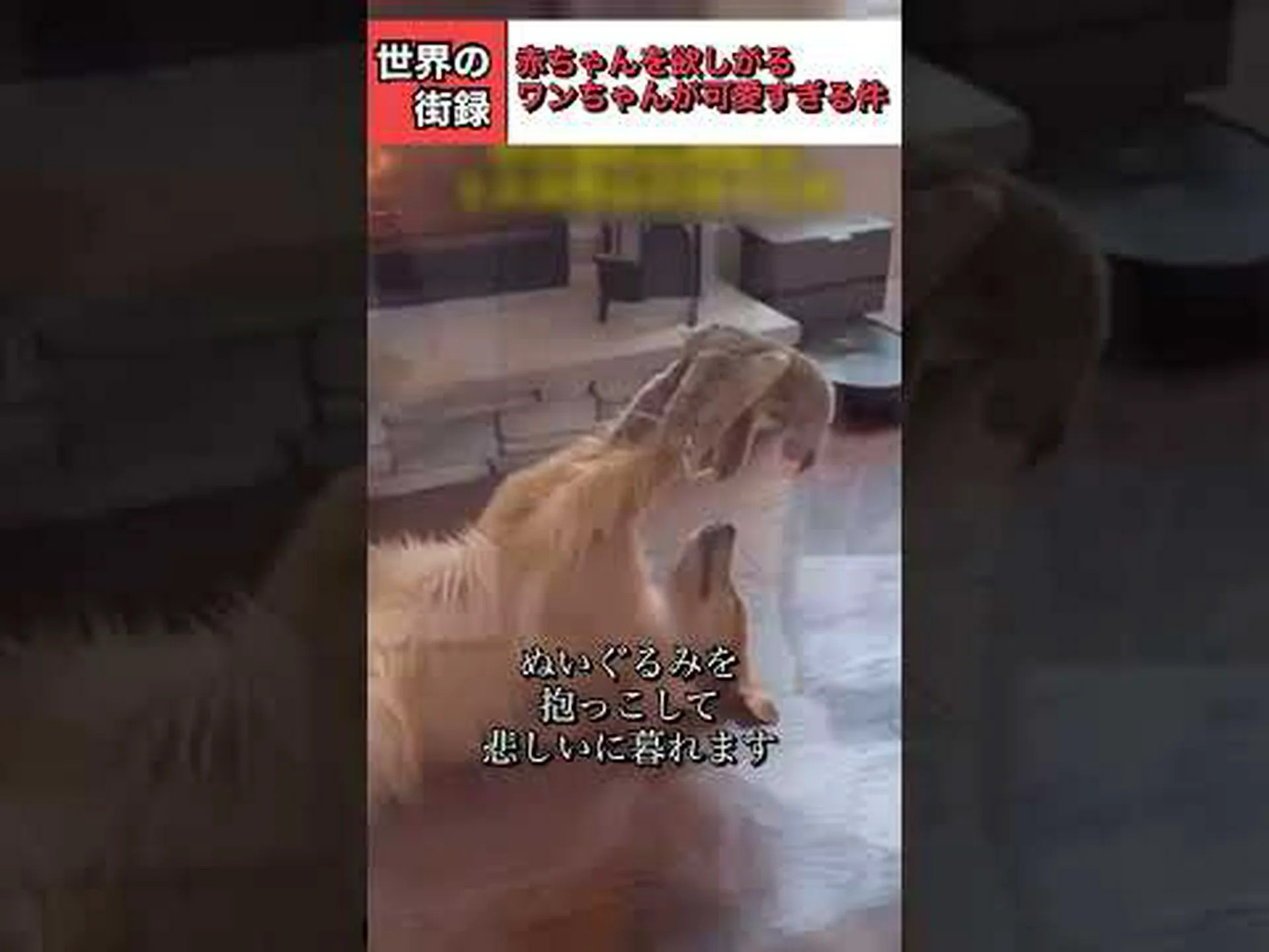 付加価値のある犬の外観 付加価値のある犬の外観
