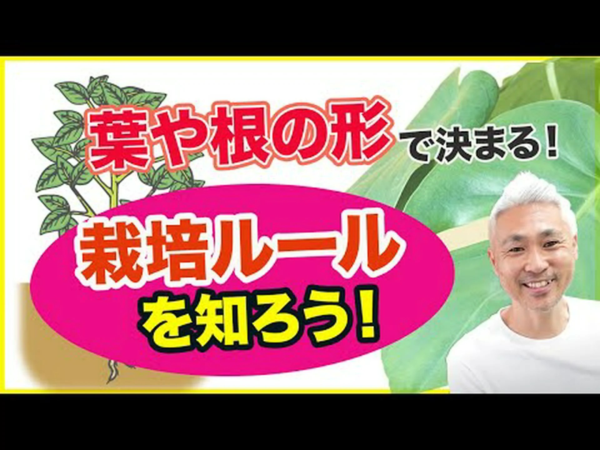根はどのようにしてどちらが下であるかを知るのでしょうか? 根はどのようにしてどちらが下であるかを知るのでしょうか?