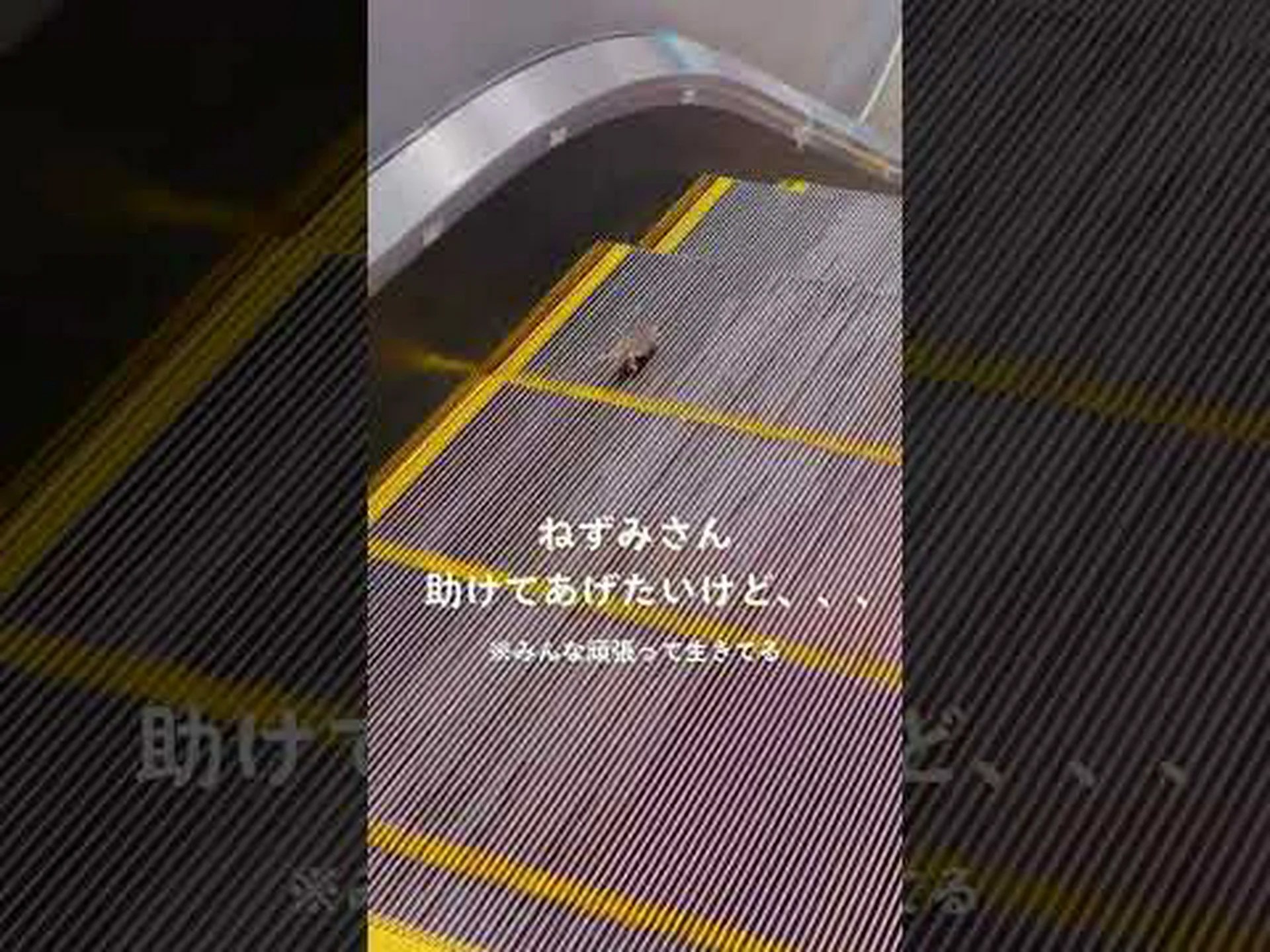 コウモリはスズメバチの鳴き声でフクロウを怖がらせる コウモリはスズメバチの鳴き声でフクロウを怖がらせる