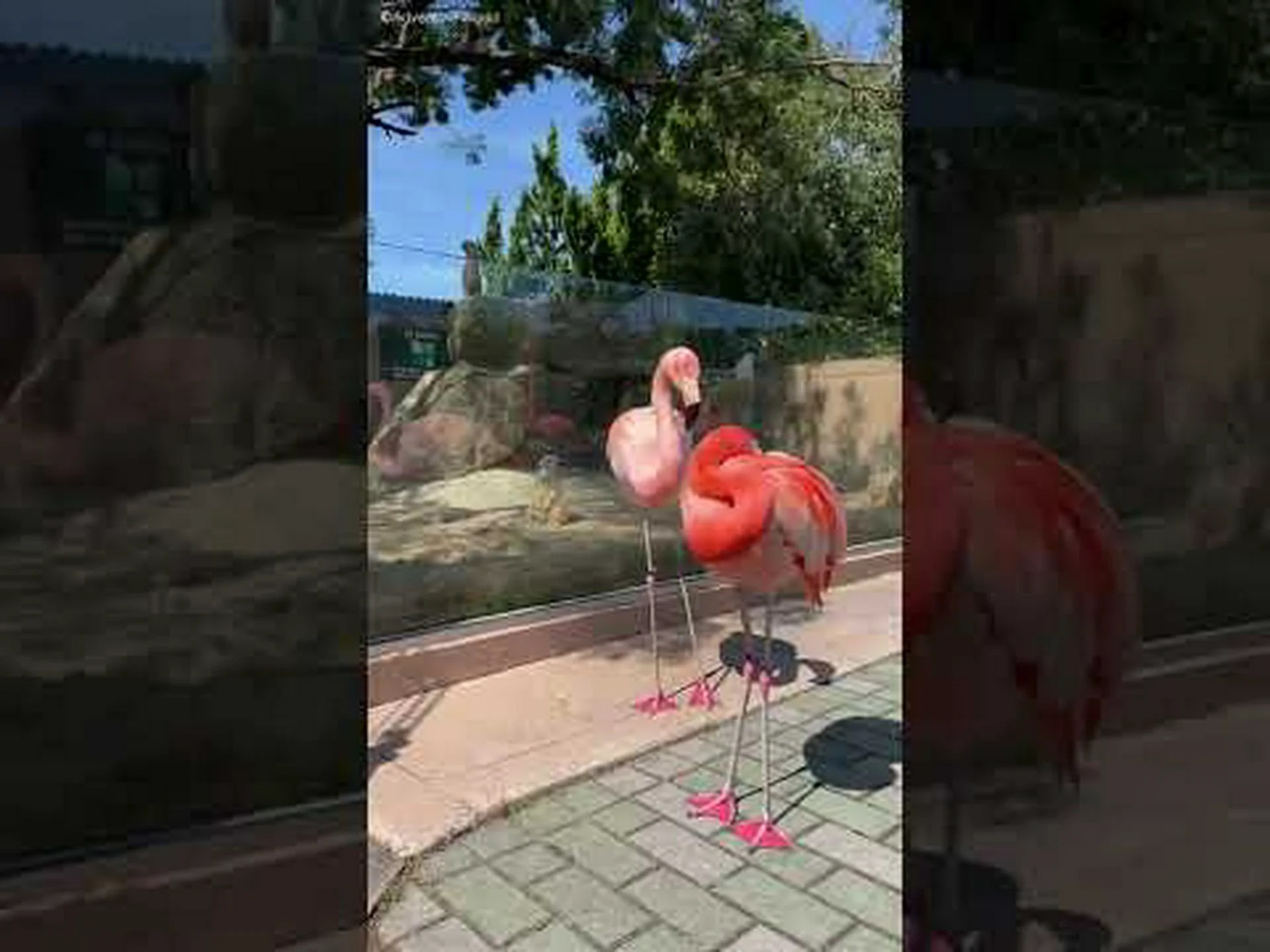 ミーアキャットは他人の子を育てることで恩恵を受ける ミーアキャットは他人の子を育てることで恩恵を受ける