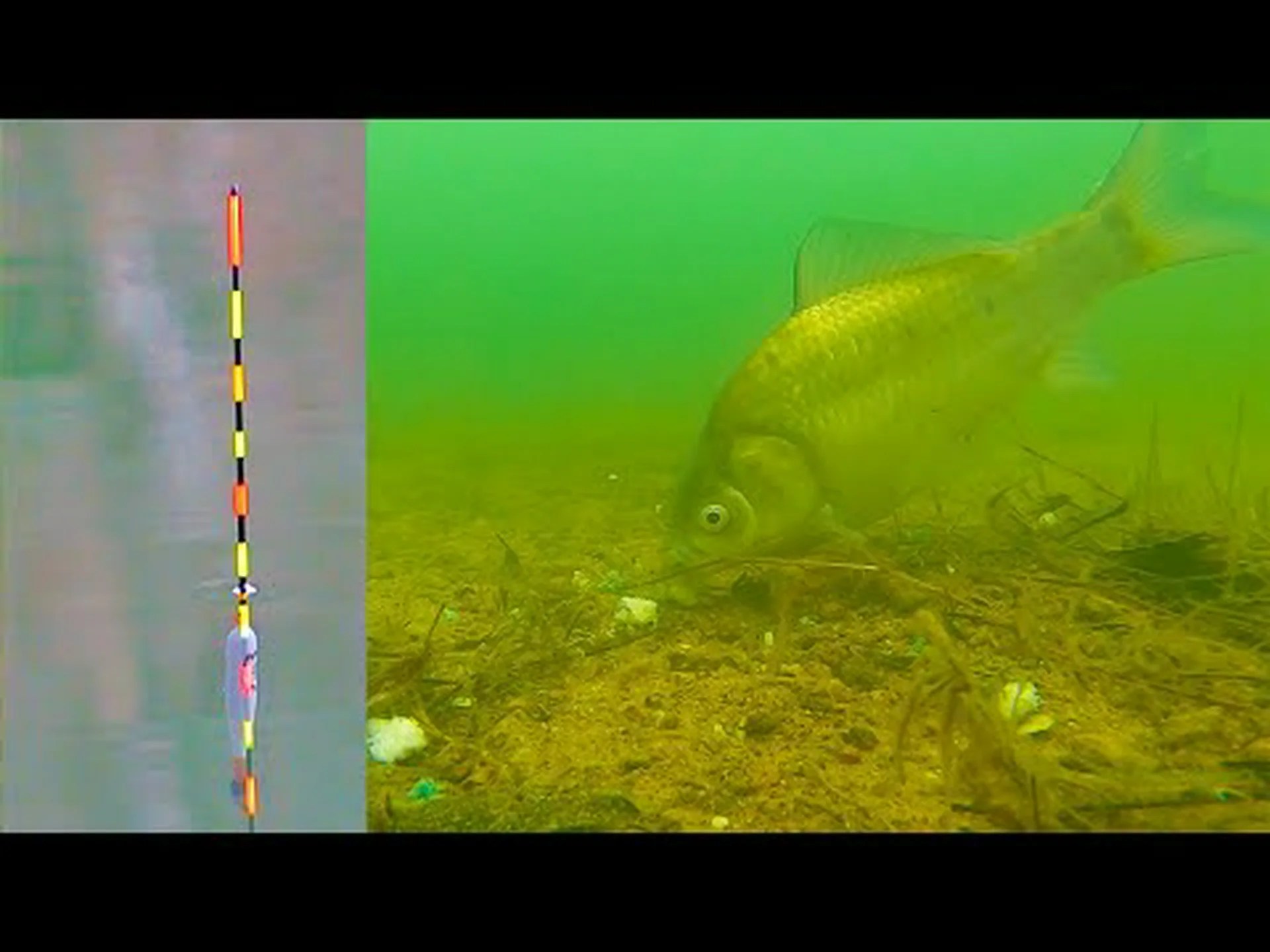 濁った海でヘラ釣り?プランクトンの群れは電気ノイズを通じて正体を現す 濁った海でヘラ釣り?プランクトンの群れは電気ノイズを通じて正体を現す