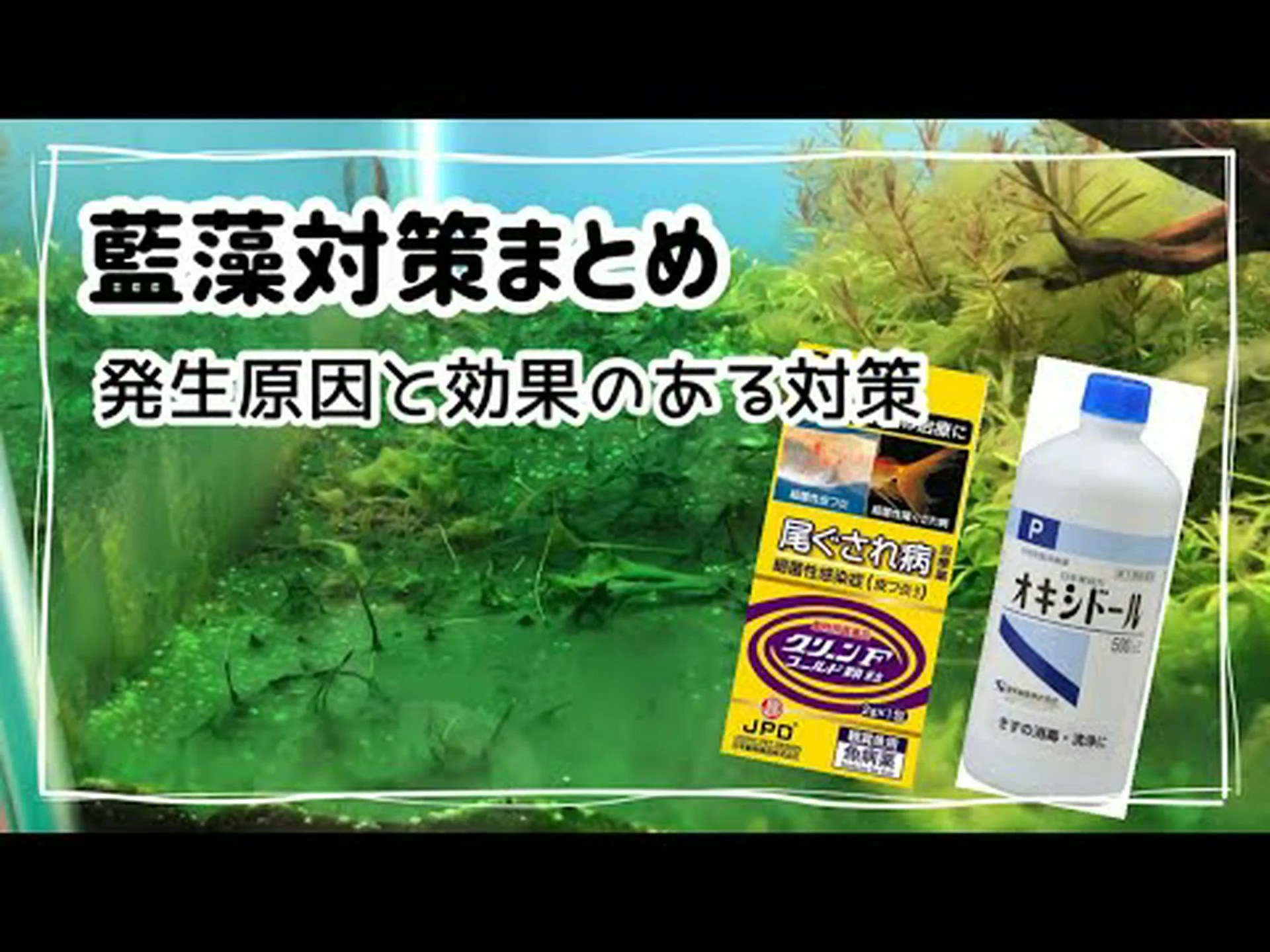 バルト海で藍藻が開花:栄養素よりも熱が重要 バルト海で藍藻が開花:栄養素よりも熱が重要