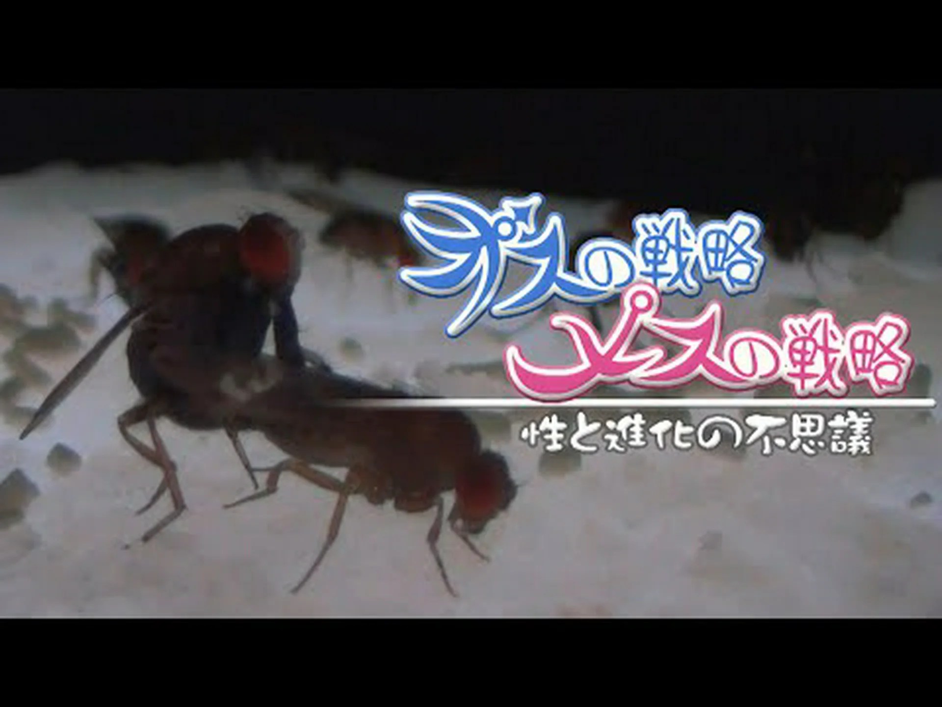 メスをめぐる競争相手の多さが進化を加速させる メスをめぐる競争相手の多さが進化を加速させる