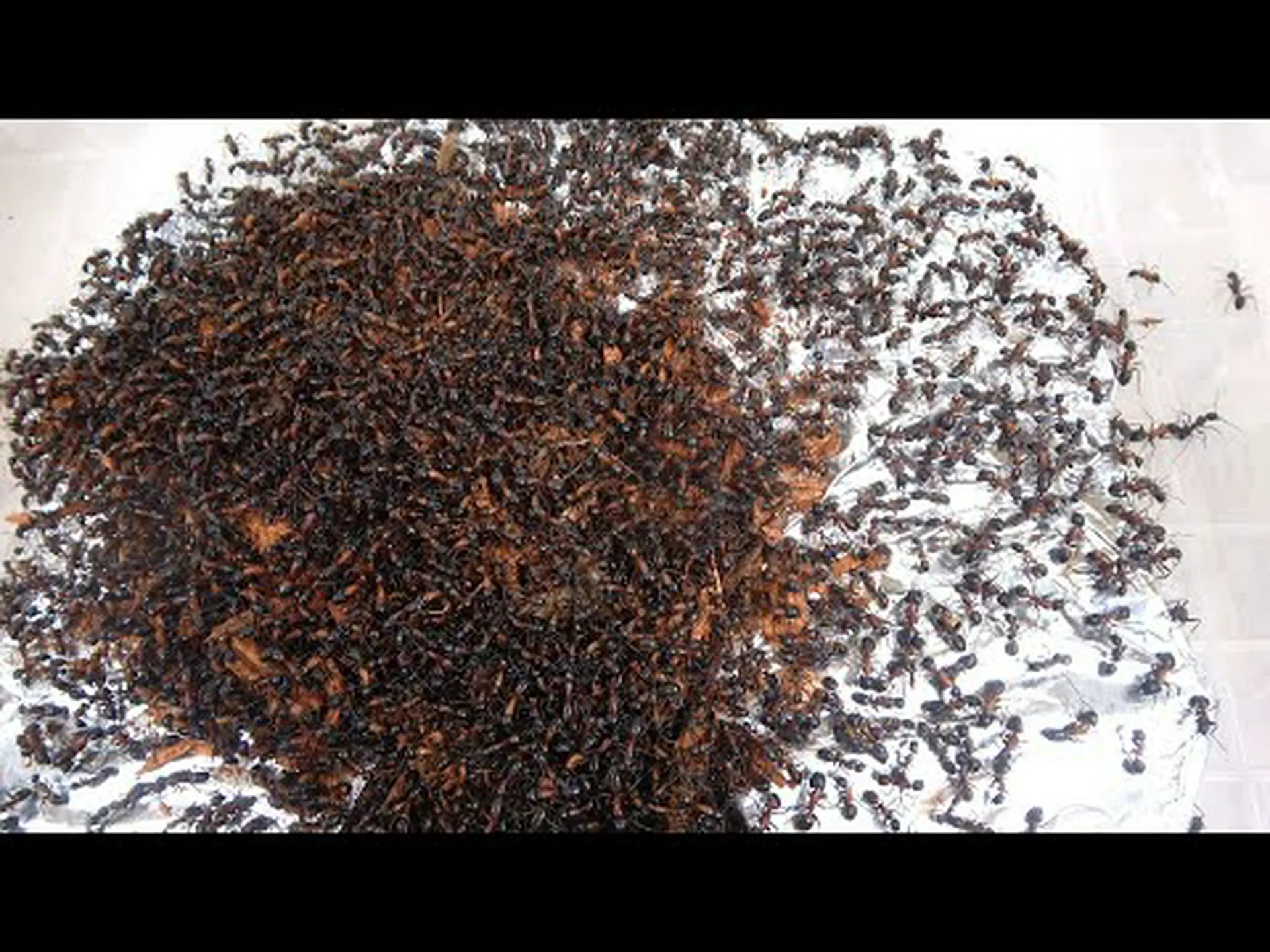 すべてのアリのコロニーは非常に特別なものです すべてのアリのコロニーは非常に特別なものです