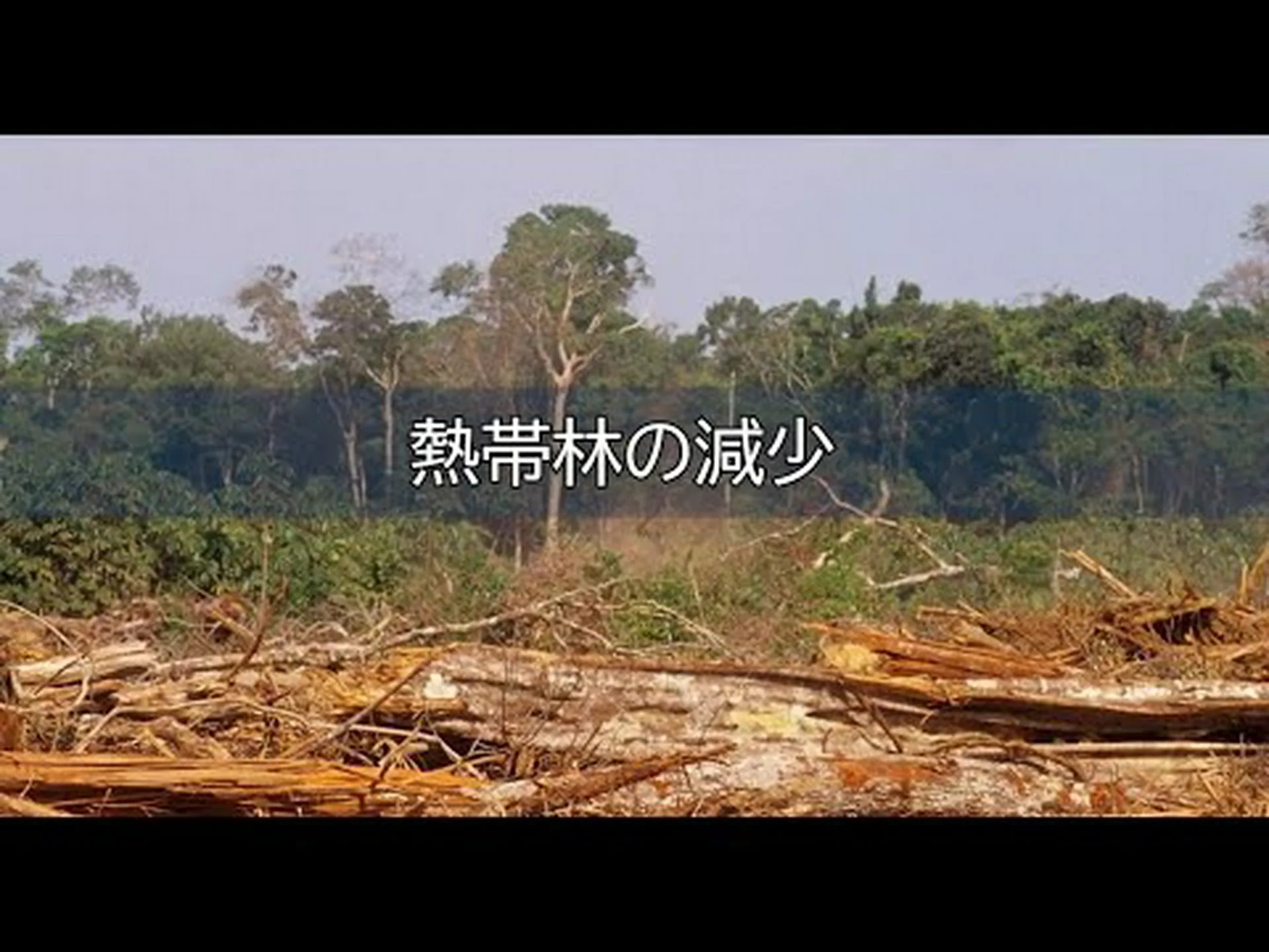 熱帯林は急速に回復しています 熱帯林は急速に回復しています