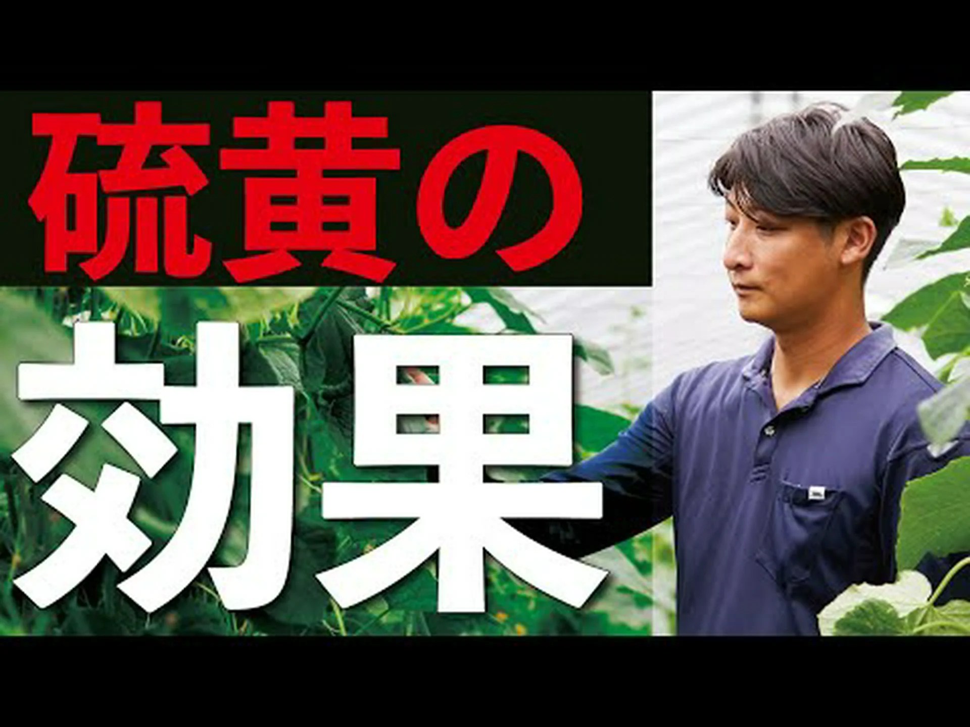 二酸化硫黄は減少しますが、空気中の肥料は増加します 二酸化硫黄は減少しますが、空気中の肥料は増加します