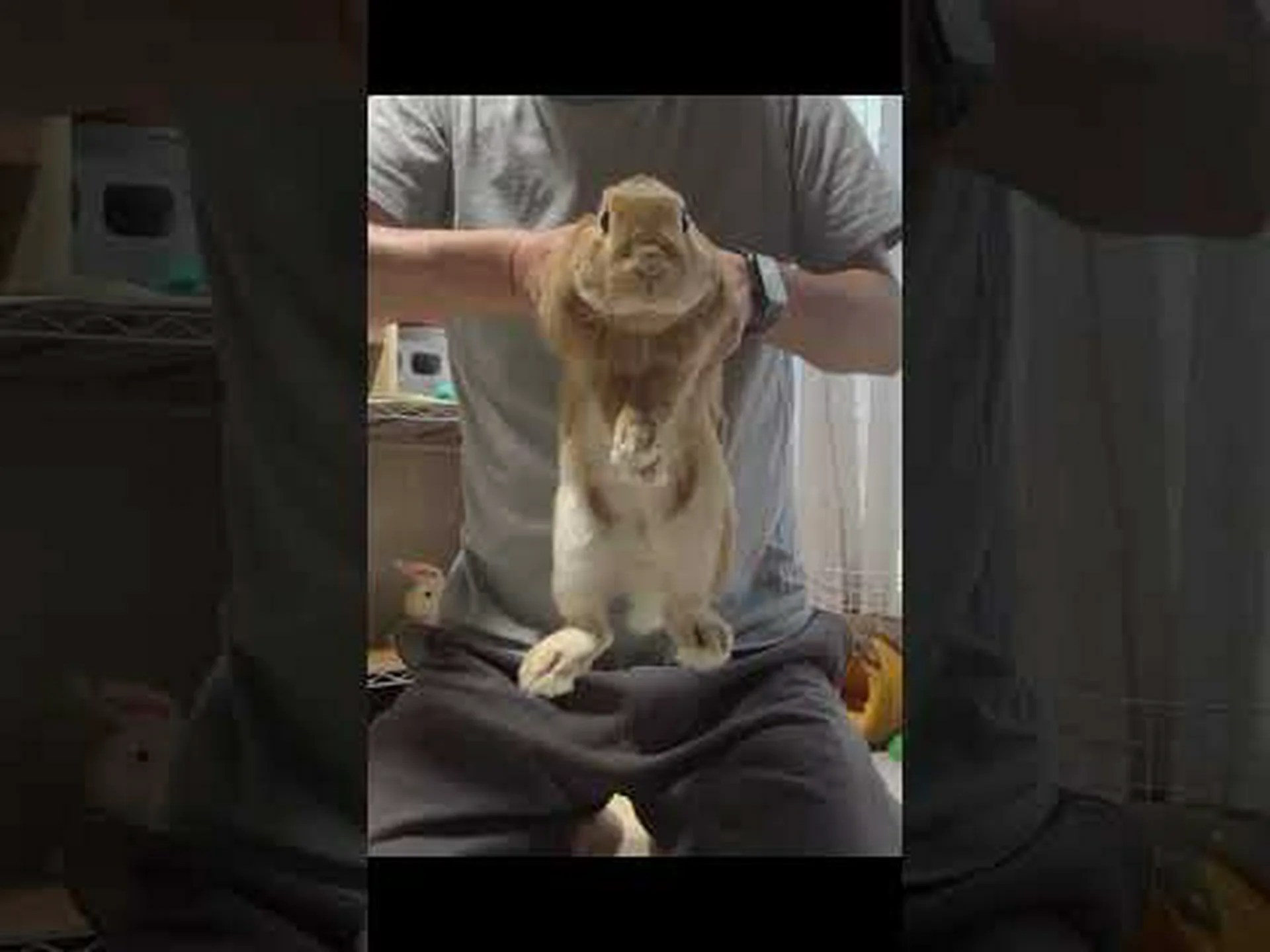 奇妙な幹の生き物 奇妙な幹の生き物