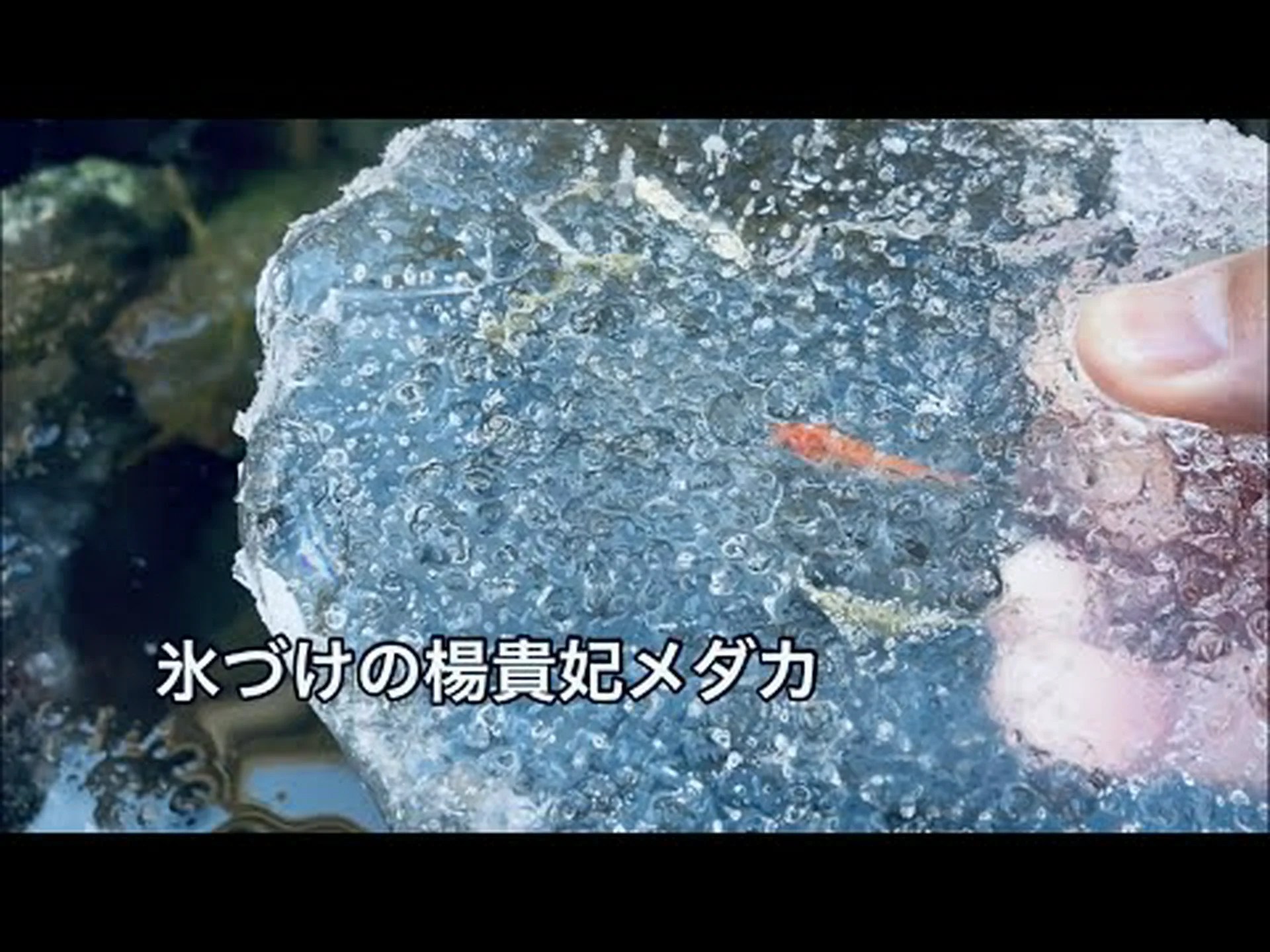 氷からの復活 氷からの復活