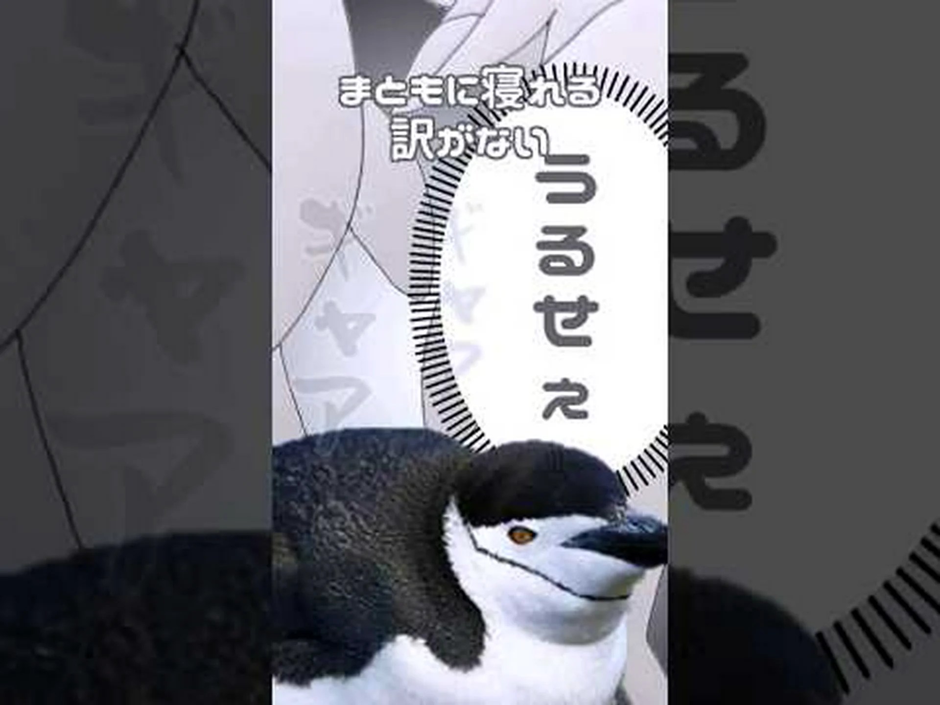 微睡眠中のペンギン 微睡眠中のペンギン