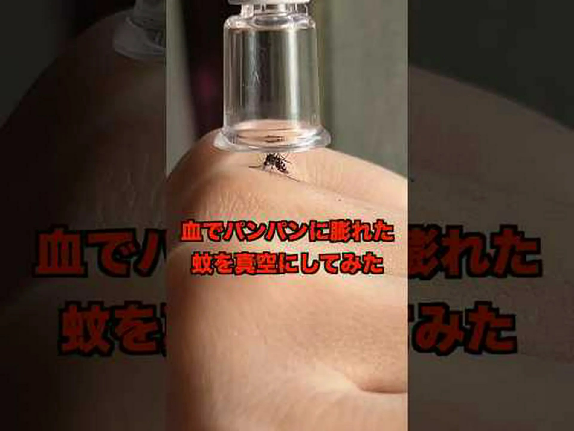 騙された蚊 騙された蚊