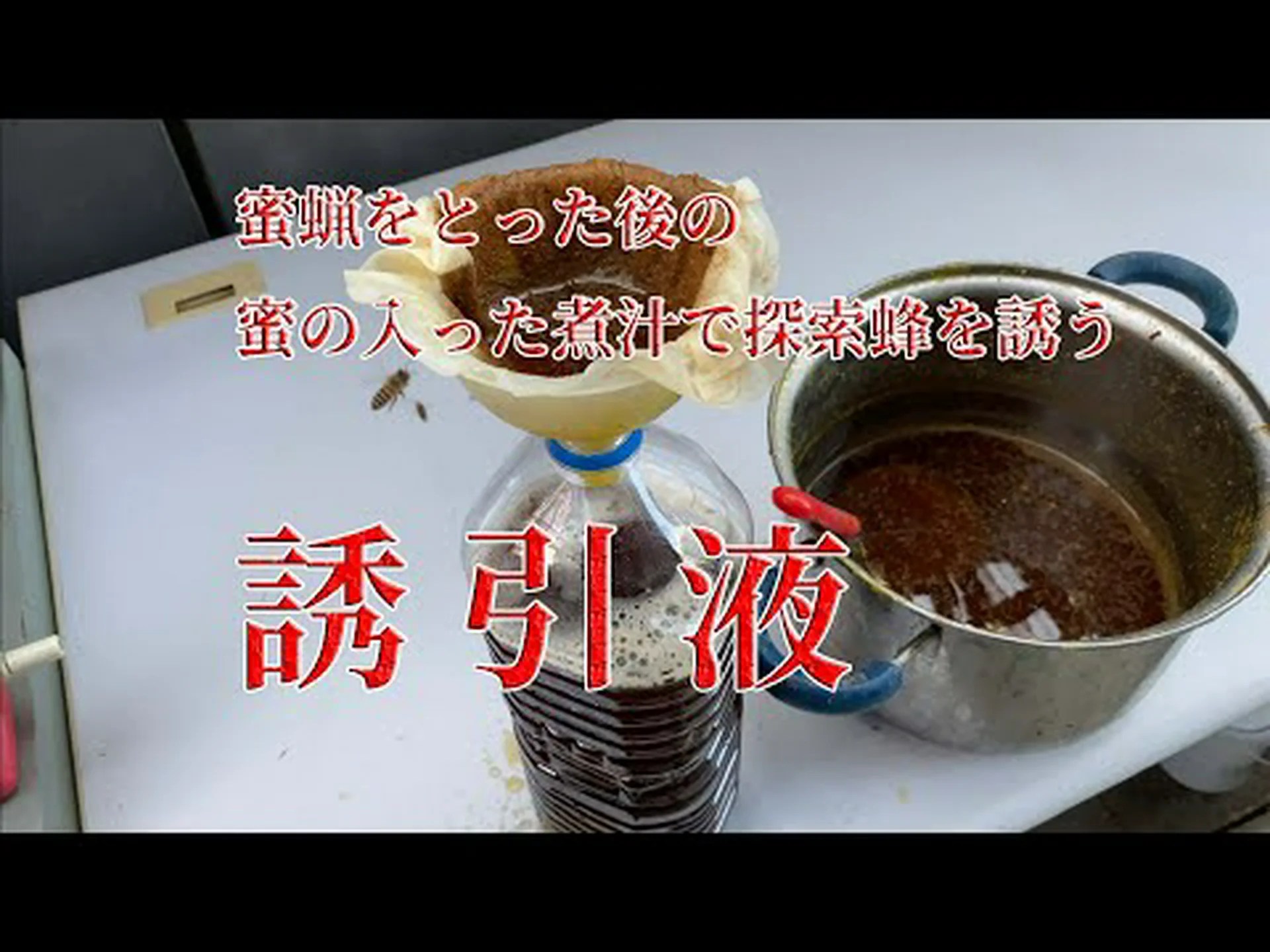 カフェインはミツバチを誘惑する カフェインはミツバチを誘惑する