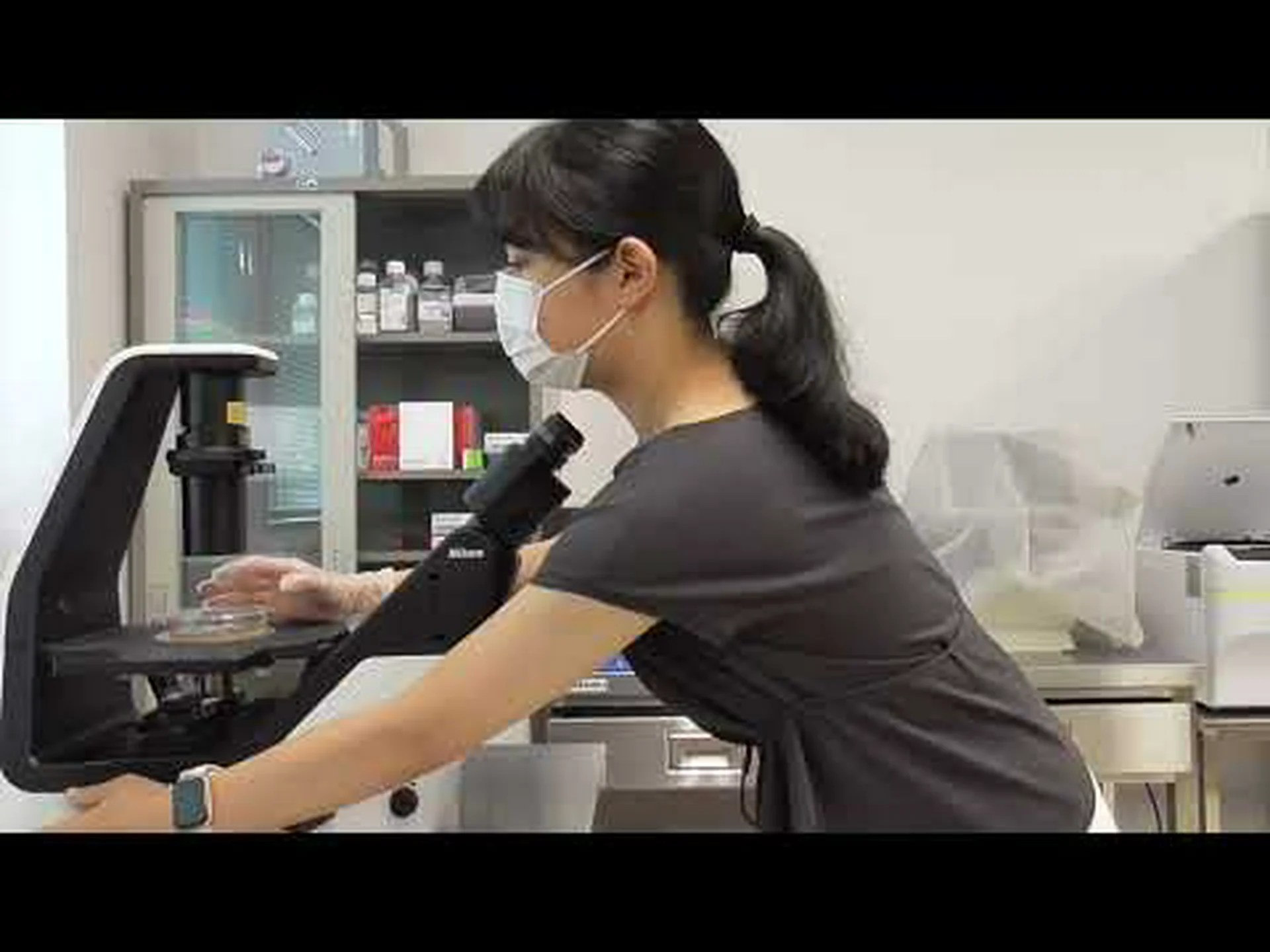 へその緒由来の幹細胞が実験室で増殖 へその緒由来の幹細胞が実験室で増殖