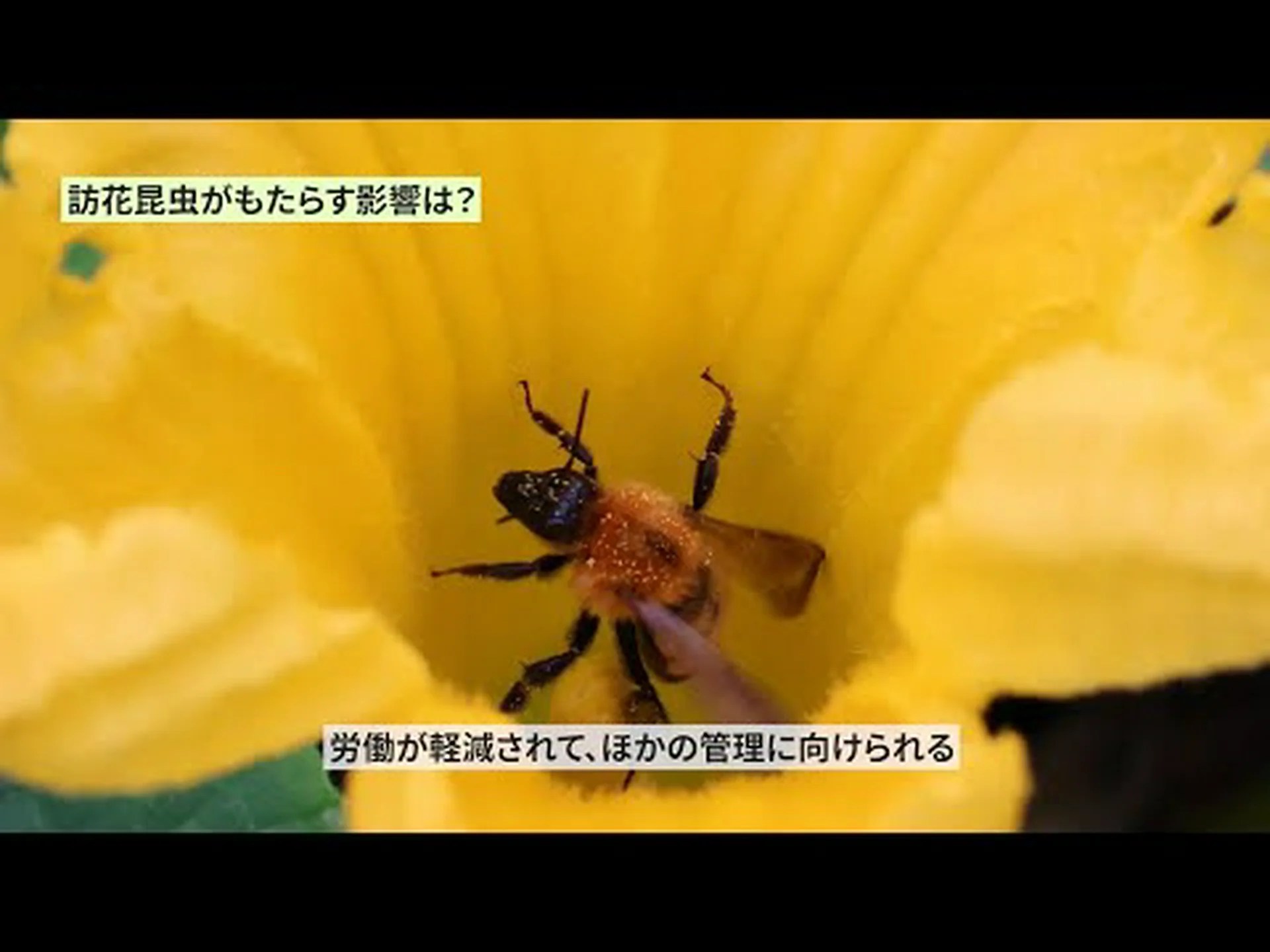 史上最古の花粉媒介昆虫を発見 史上最古の花粉媒介昆虫を発見
