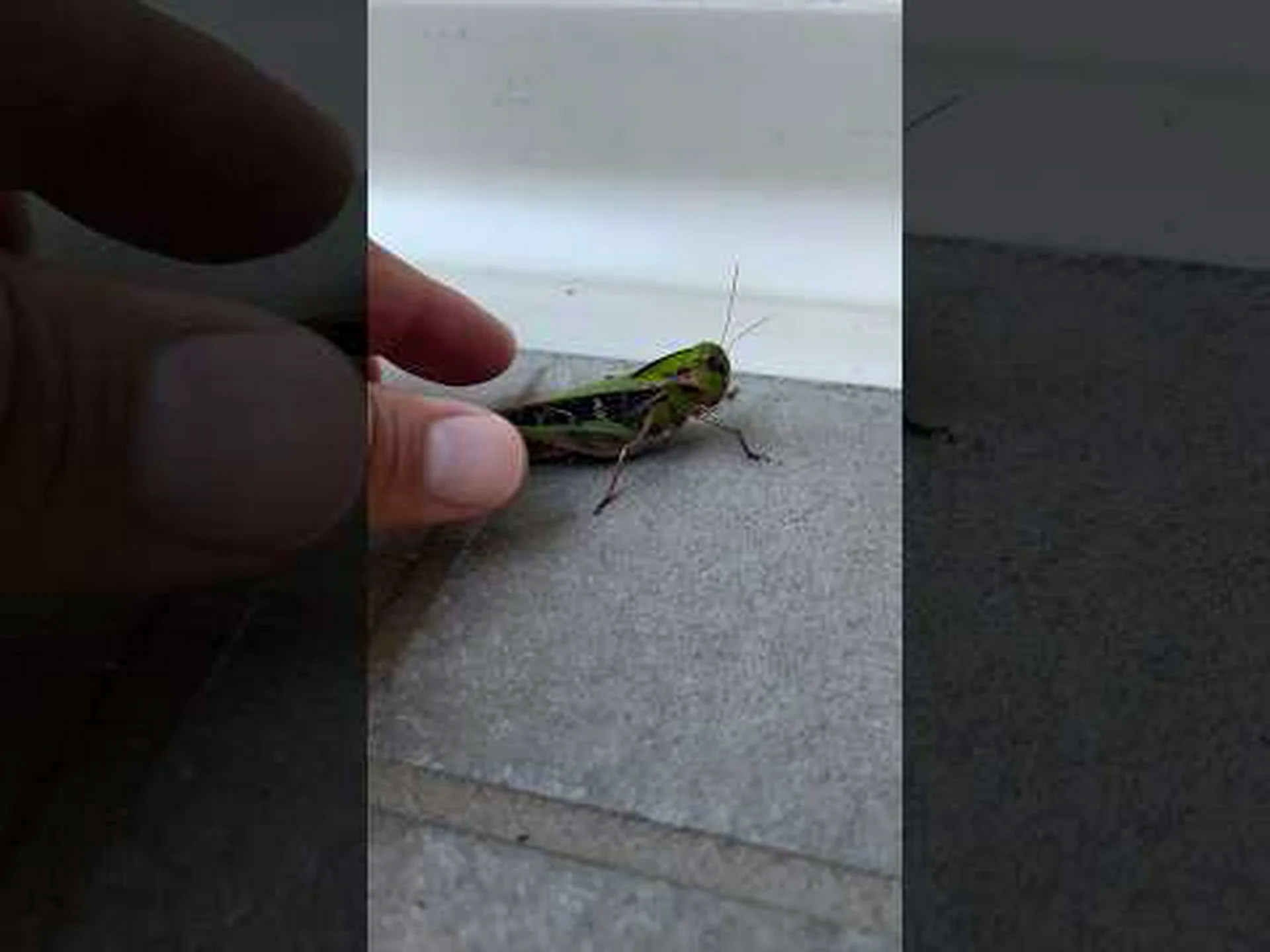 ティーバッグが昆虫について教えてくれること ティーバッグが昆虫について教えてくれること