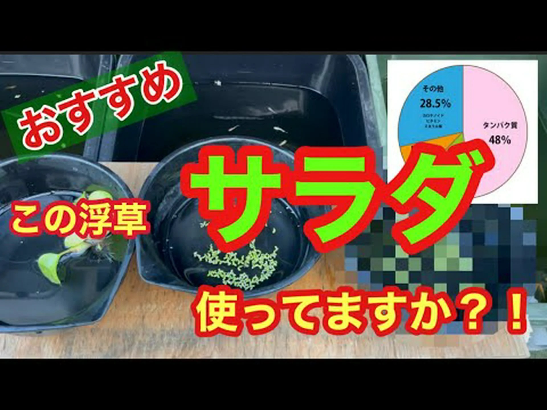 ウキクサを少しください! ウキクサを少しください!