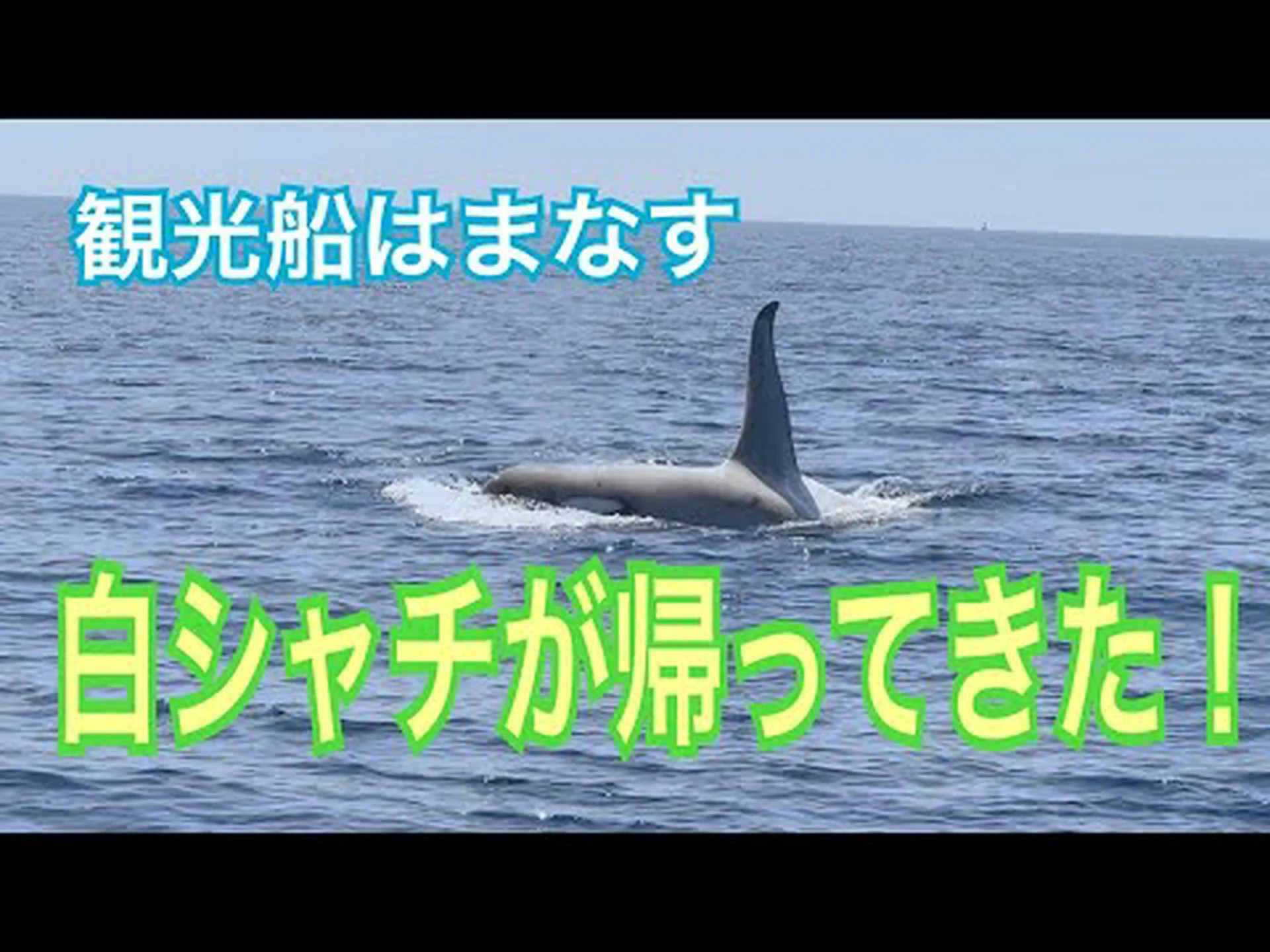 白シャチが帰ってきた 白シャチが帰ってきた
