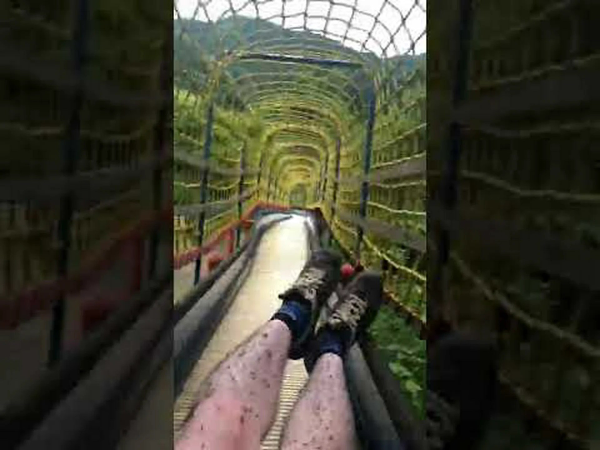 ゴリラ: 「幽霊の祖先」の足跡をたどっています。 ゴリラ: 「幽霊の祖先」の足跡をたどっています。