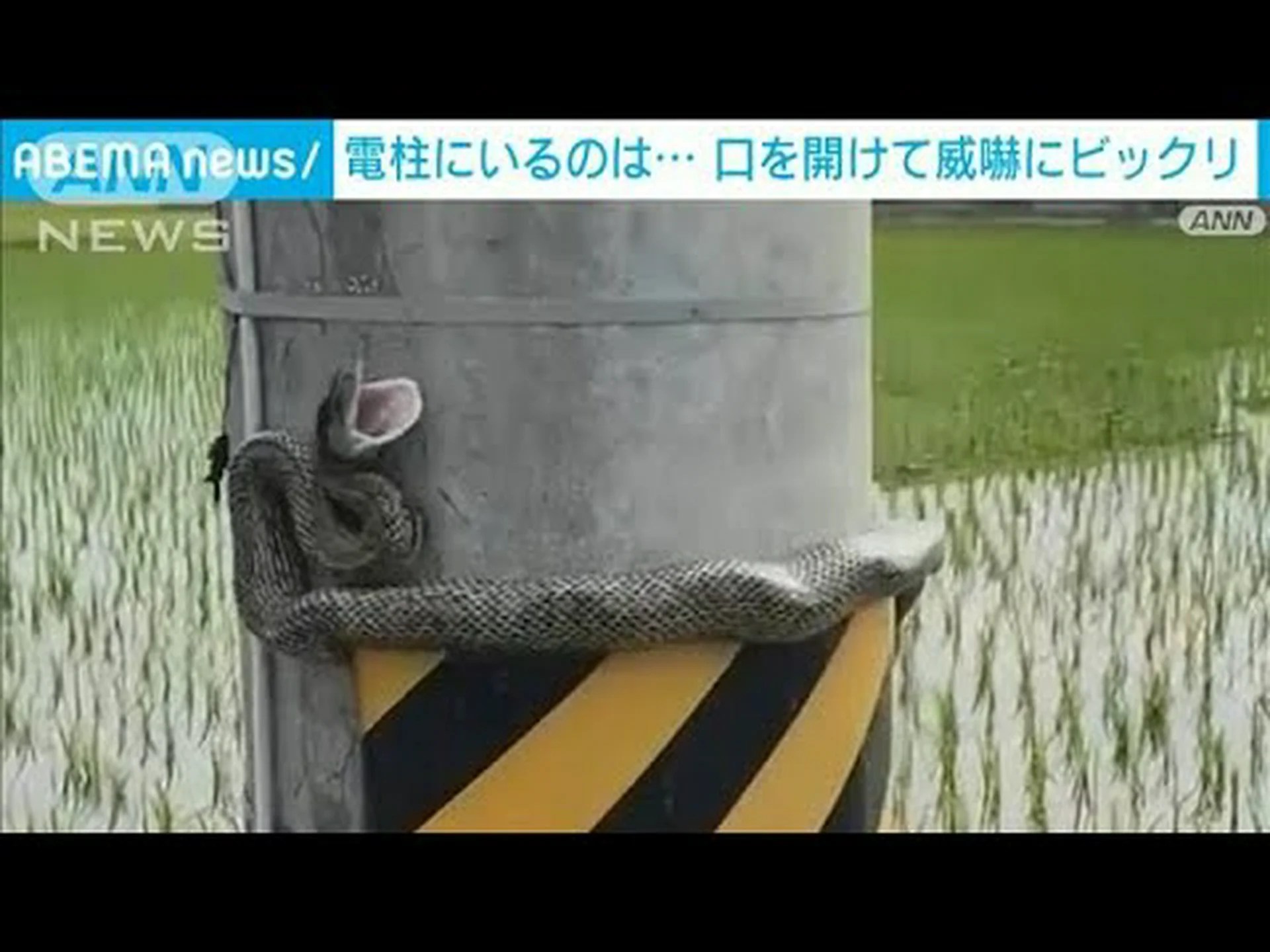 ヘビに噛まれて逃げる ヘビに噛まれて逃げる