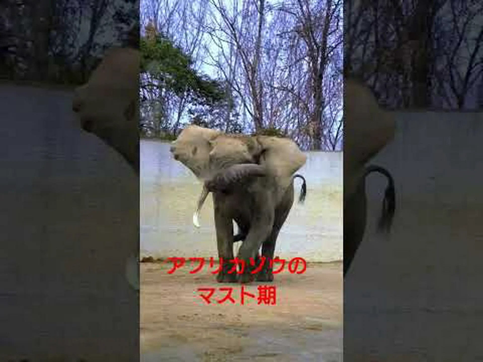 マイクを使ってマルミミゾウを数える マイクを使ってマルミミゾウを数える