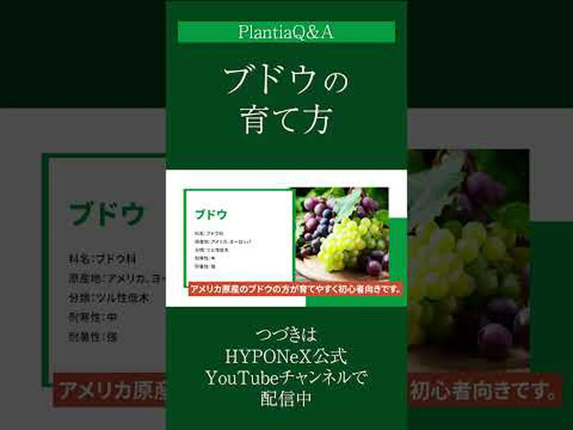 ブドウエキスが果物や野菜を新鮮に保ちます ブドウエキスが果物や野菜を新鮮に保ちます