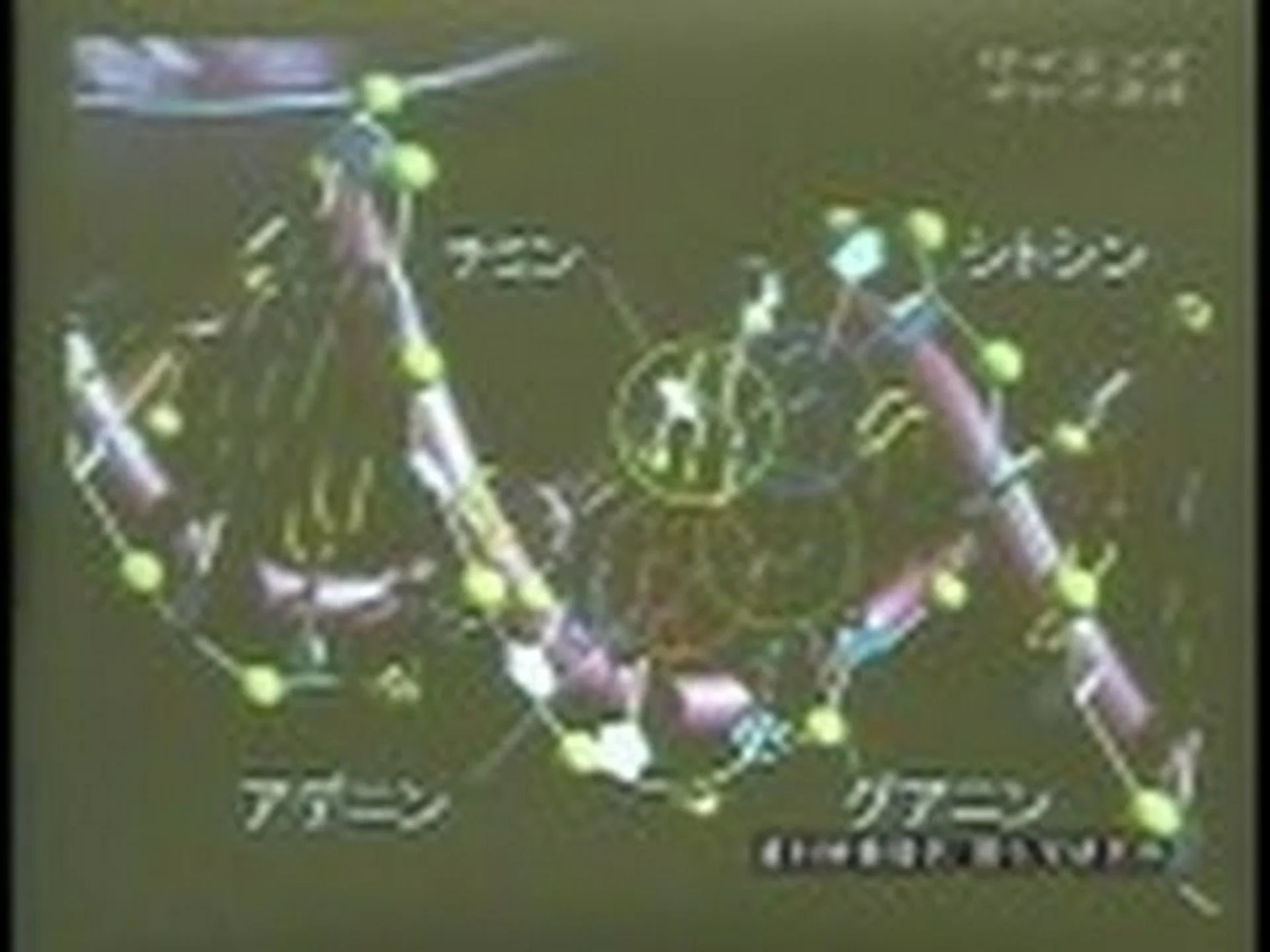 解読されたユーカリのゲノム 解読されたユーカリのゲノム