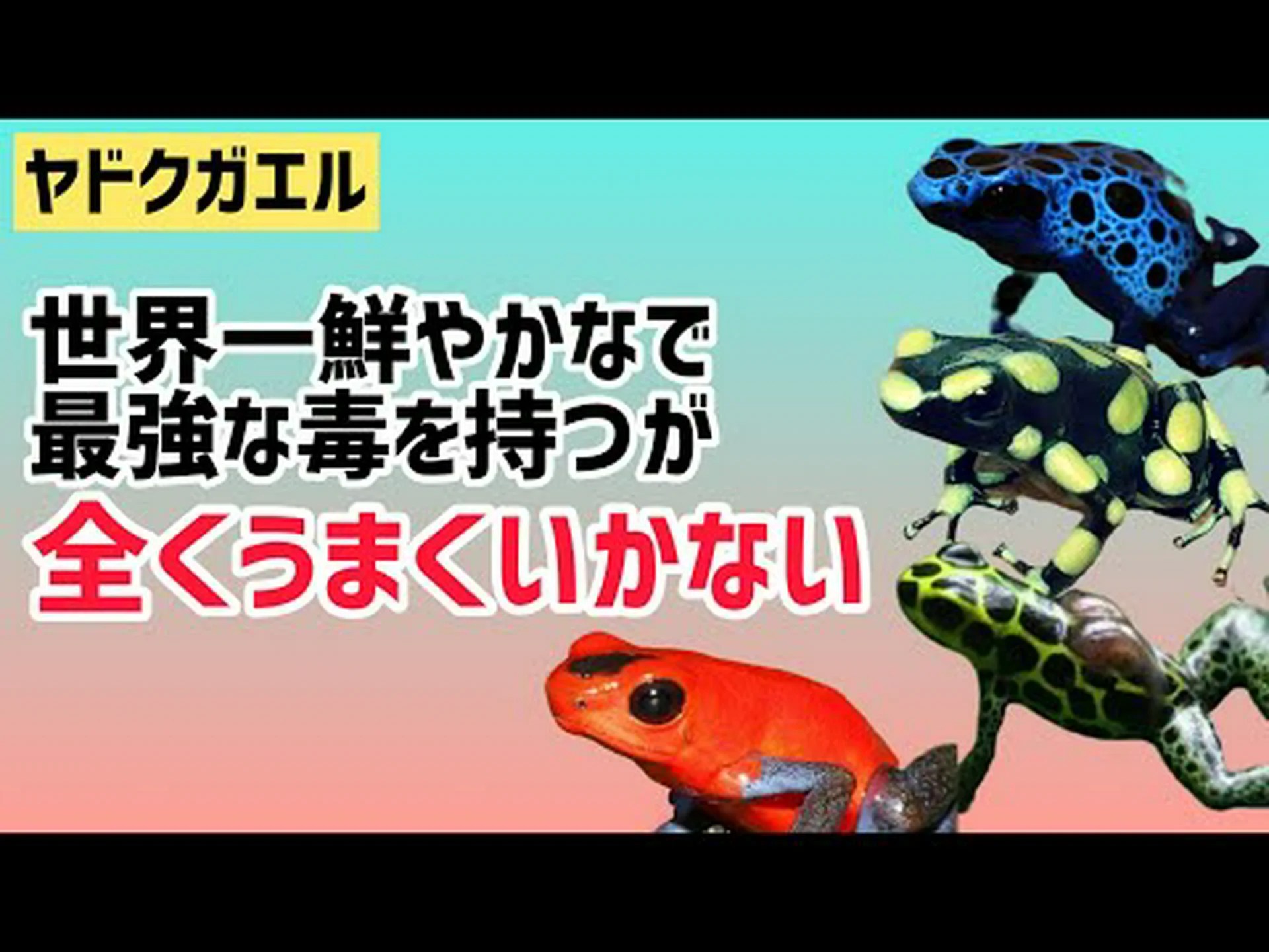 ヤドクガエルはどうやって自分の毒から逃れるのでしょうか? ヤドクガエルはどうやって自分の毒から逃れるのでしょうか?