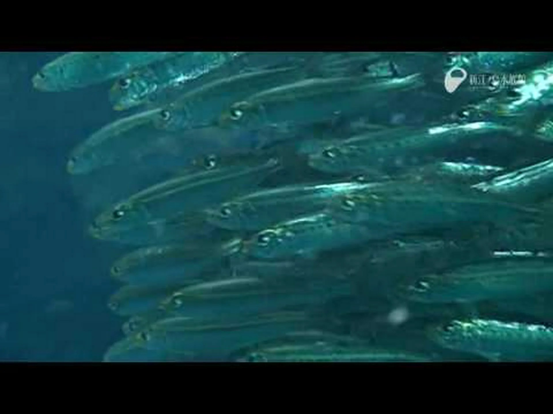 今週の動画: イワシの群れに剣が突き刺さる様子 今週の動画: イワシの群れに剣が突き刺さる様子