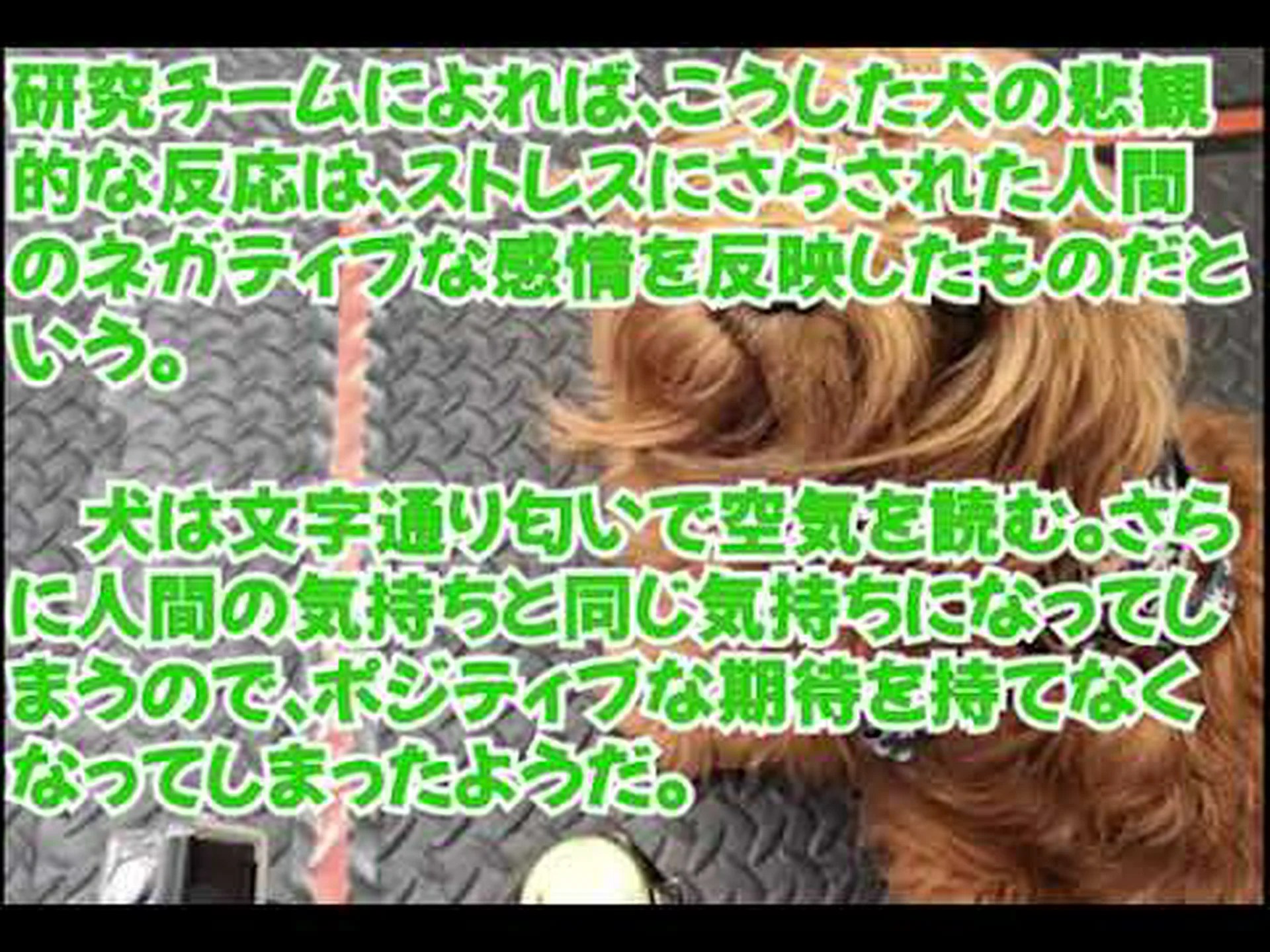 ストレスの匂いは犬を悲観的にさせる ストレスの匂いは犬を悲観的にさせる