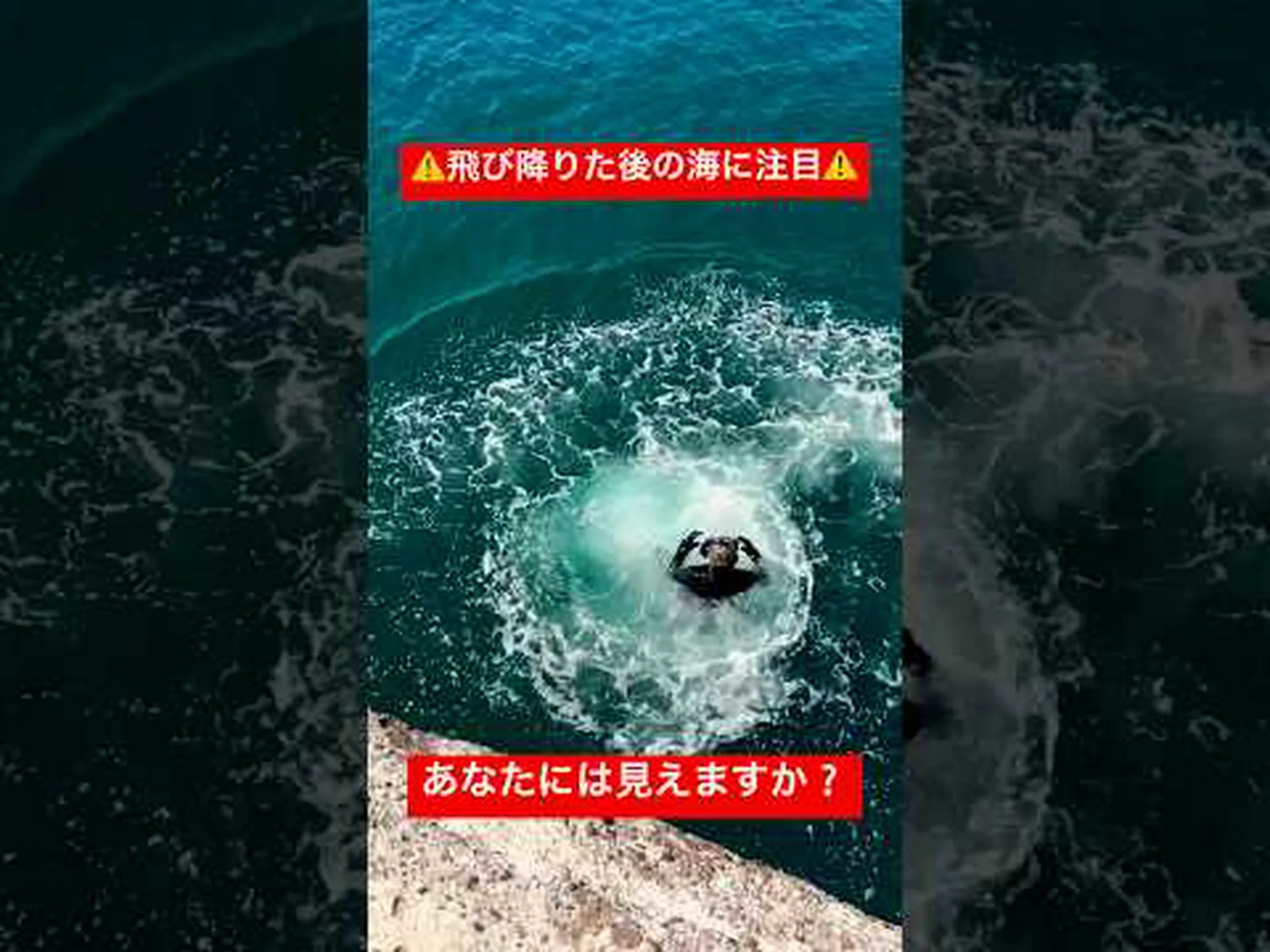 北極海のナイトダイビング 北極海のナイトダイビング