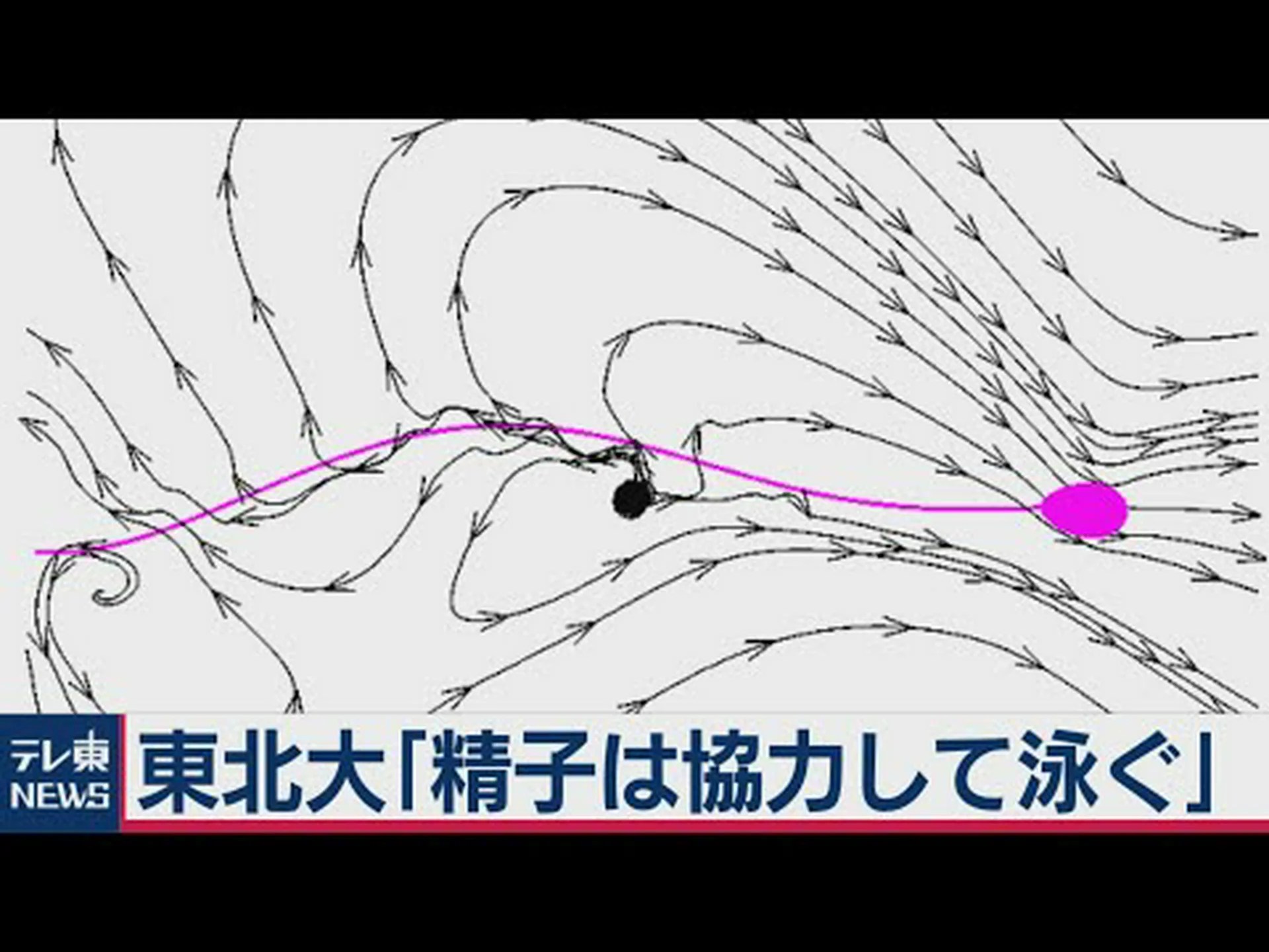 光る精子間の競争 光る精子間の競争