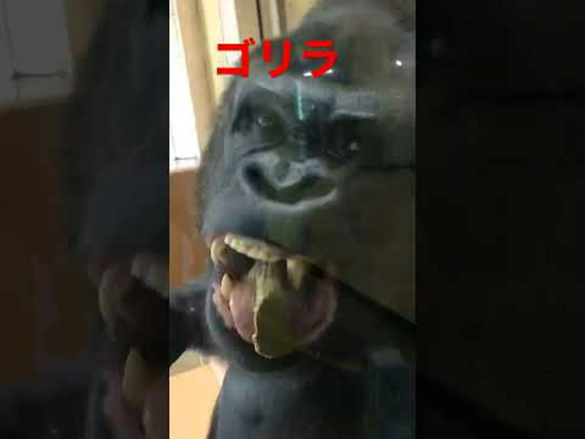 武装したメスのチンパンジー 武装したメスのチンパンジー