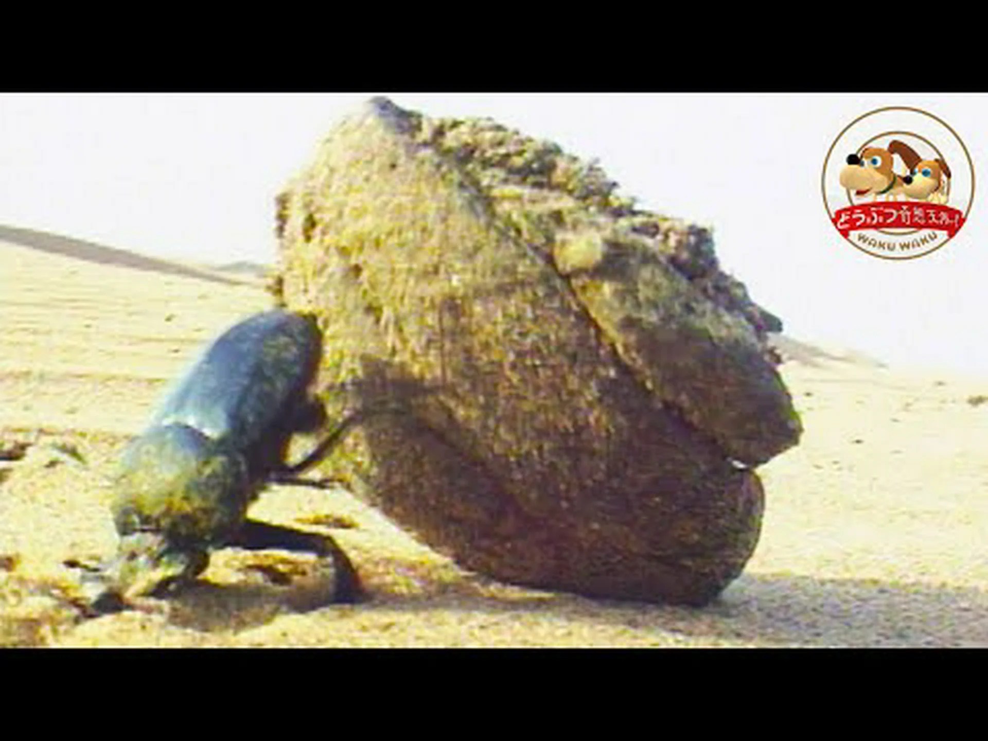 省エネのフンコロガシのための暖かいシェルター 省エネのフンコロガシのための暖かいシェルター