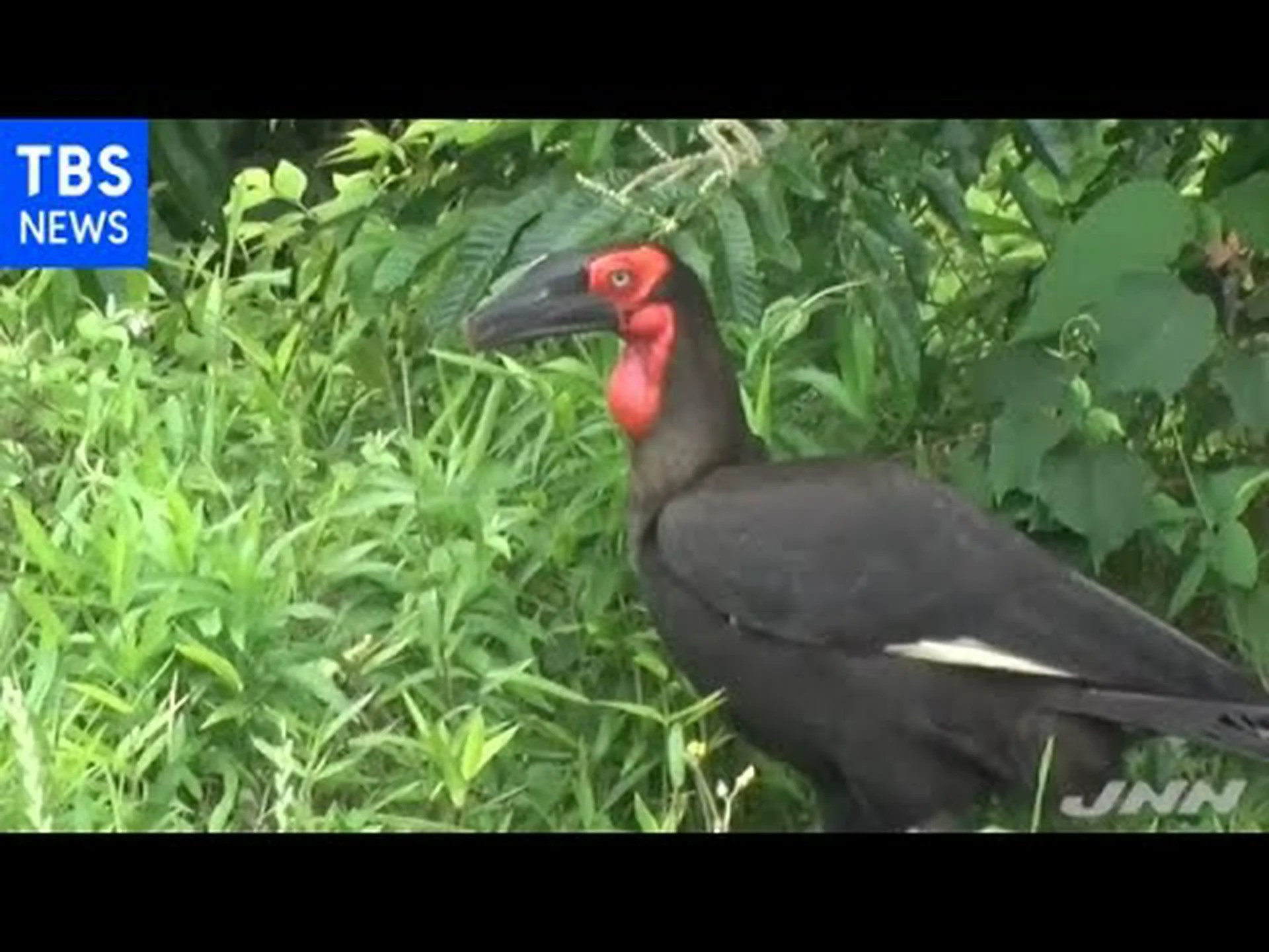 南アフリカで絶滅した植物種が再発見 南アフリカで絶滅した植物種が再発見