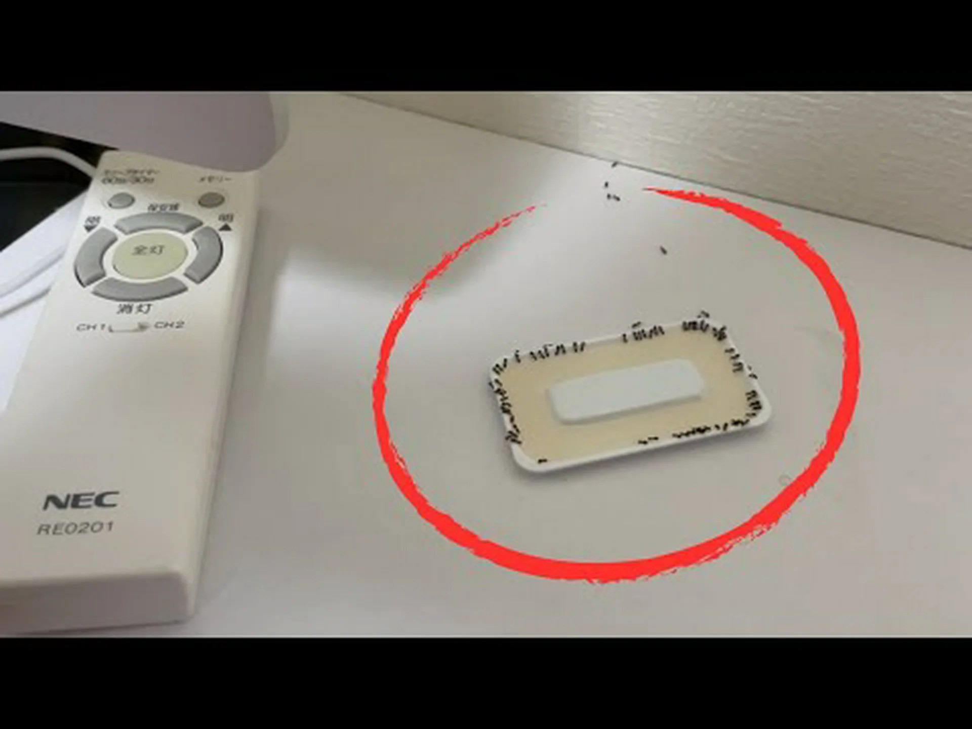 アリはどうやって住居を探すのか アリはどうやって住居を探すのか