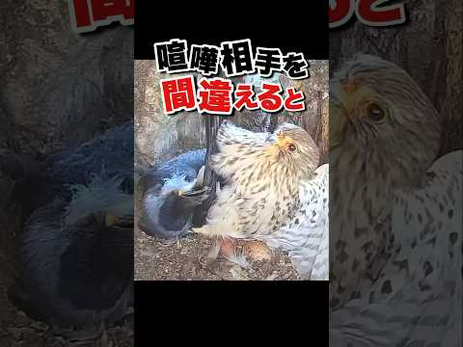 チョウゲンボウは年老いた若い動物を若い動物よりも積極的に守る チョウゲンボウは年老いた若い動物を若い動物よりも積極的に守る