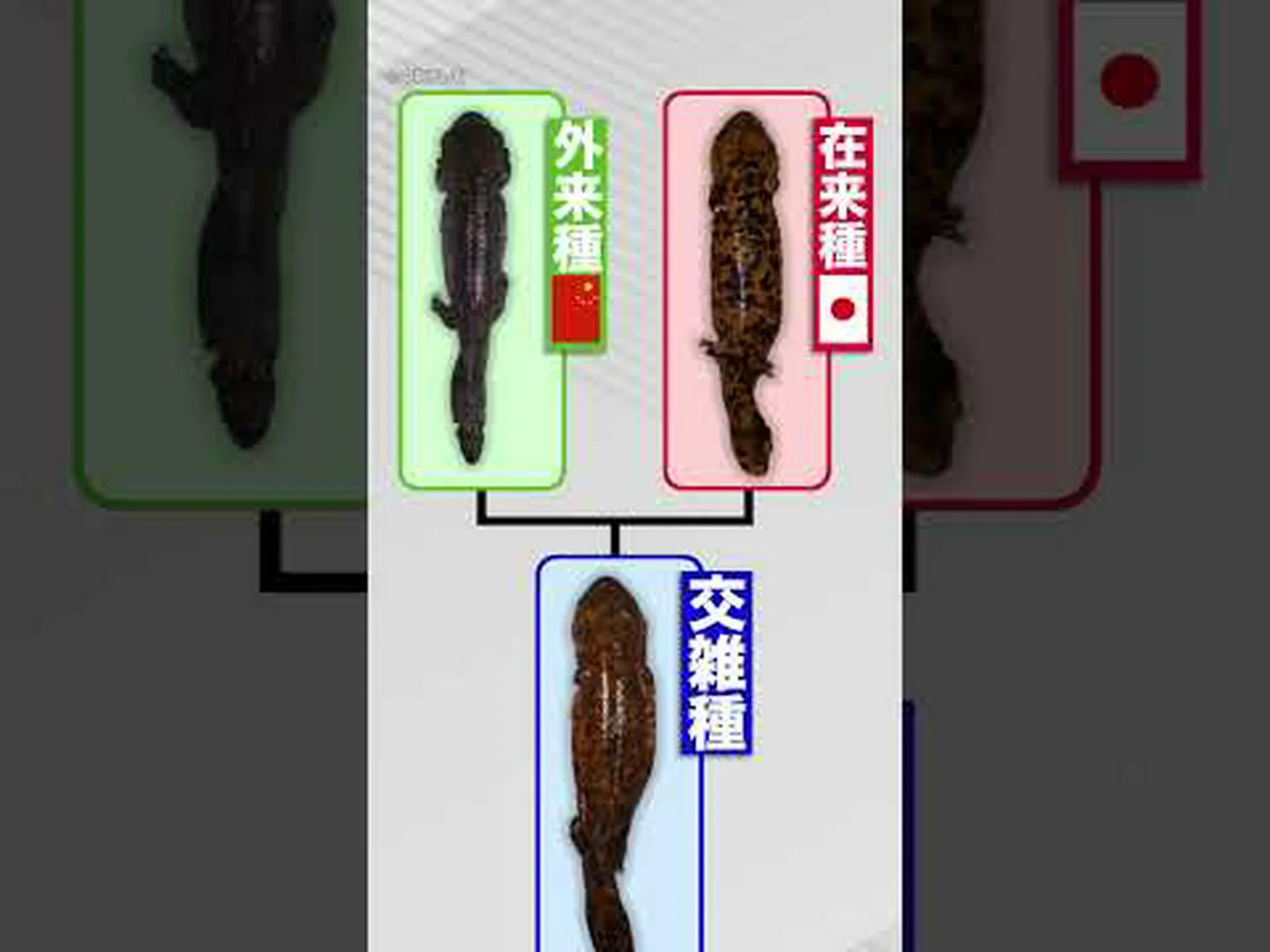 致命的な菌類がサンショウウオを脅かす 致命的な菌類がサンショウウオを脅かす